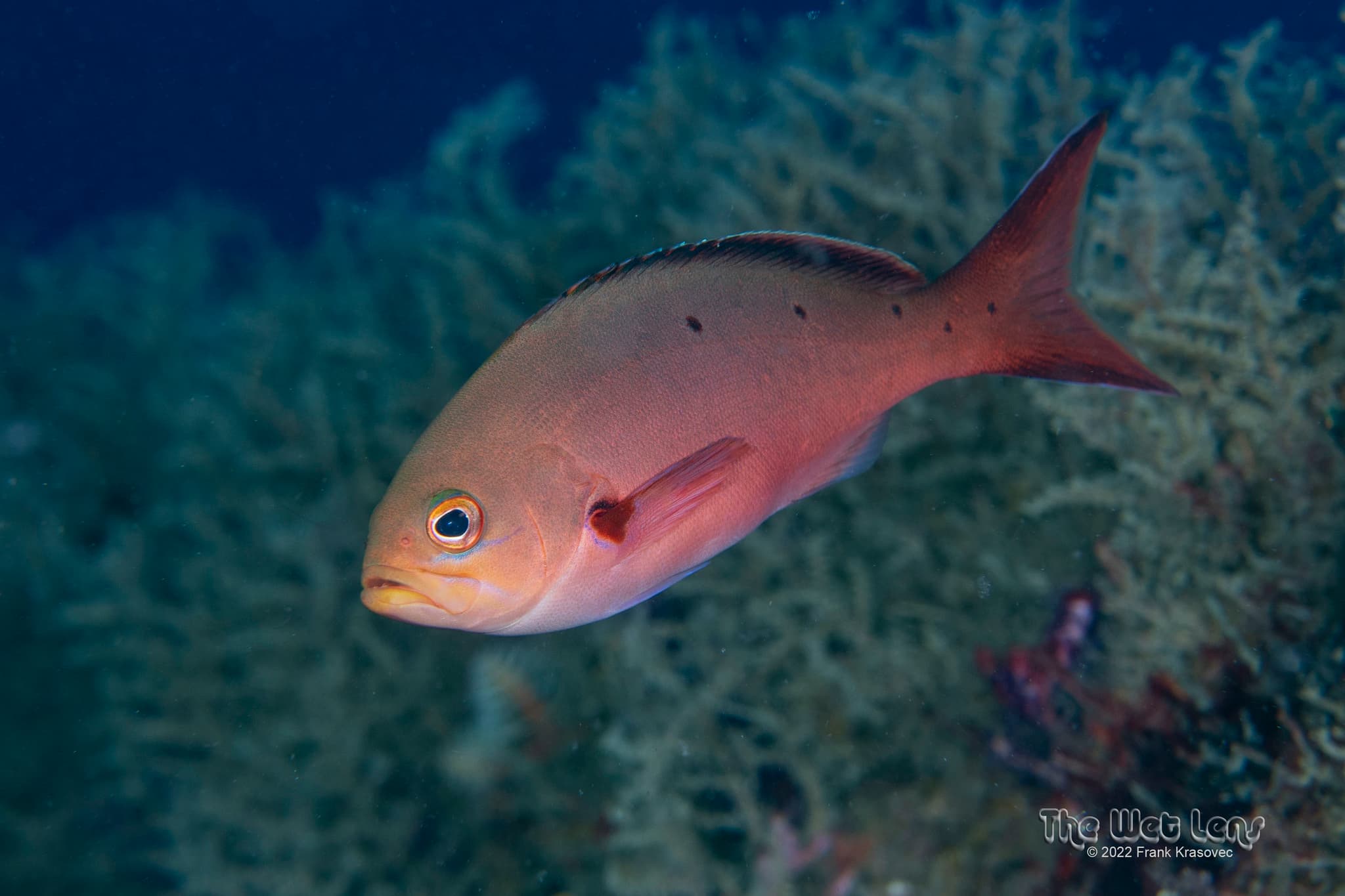 Atlantic Creolefish (Paranthias furcifer), North Caroline, USA