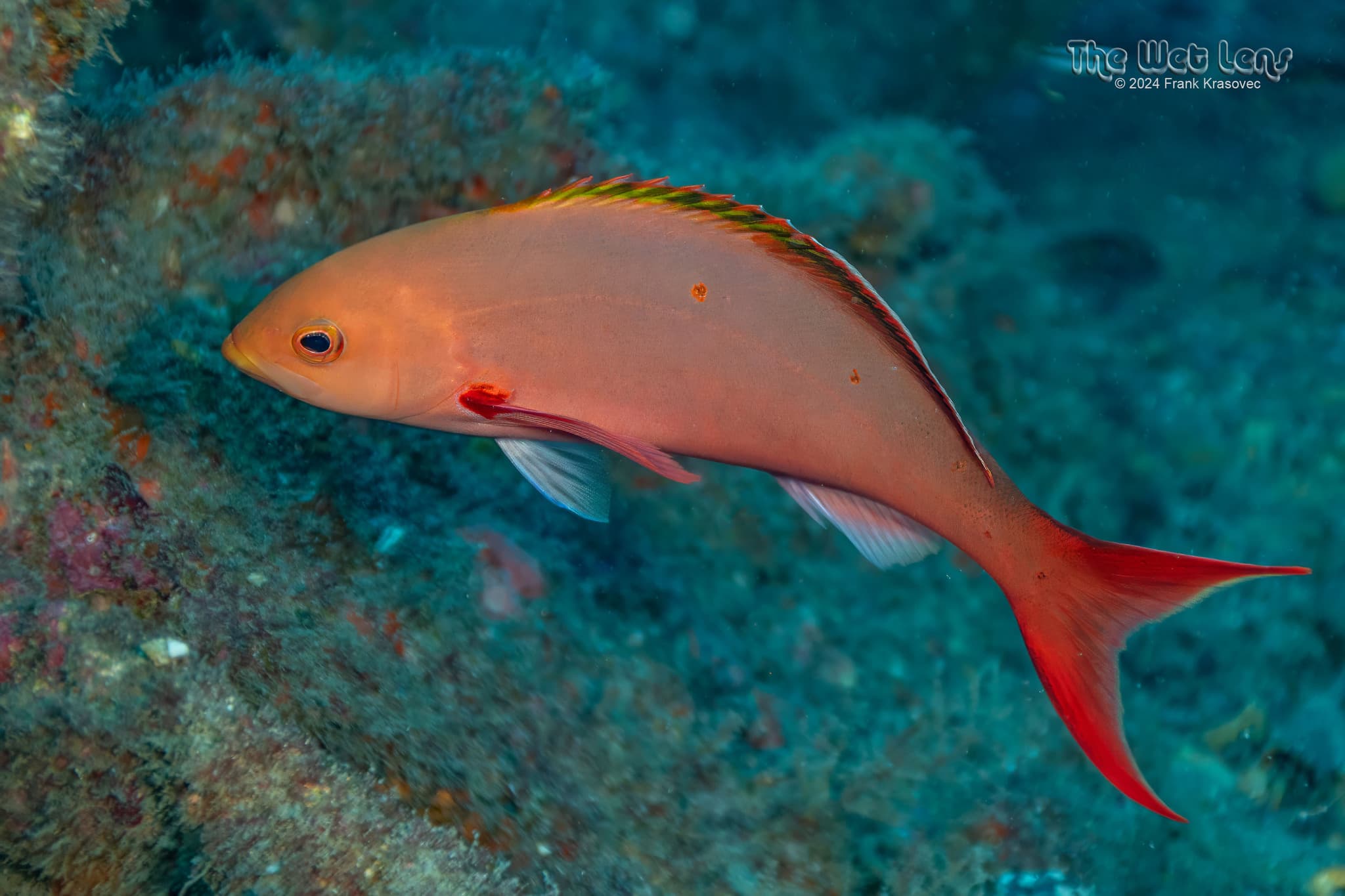 Atlantic Creolefish (Paranthias furcifer), North Caroline, USA