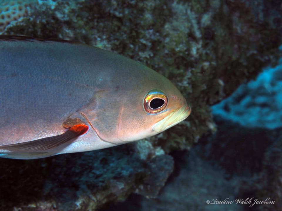 Atlantic Creolefish (Paranthias furcifer), Bonaire