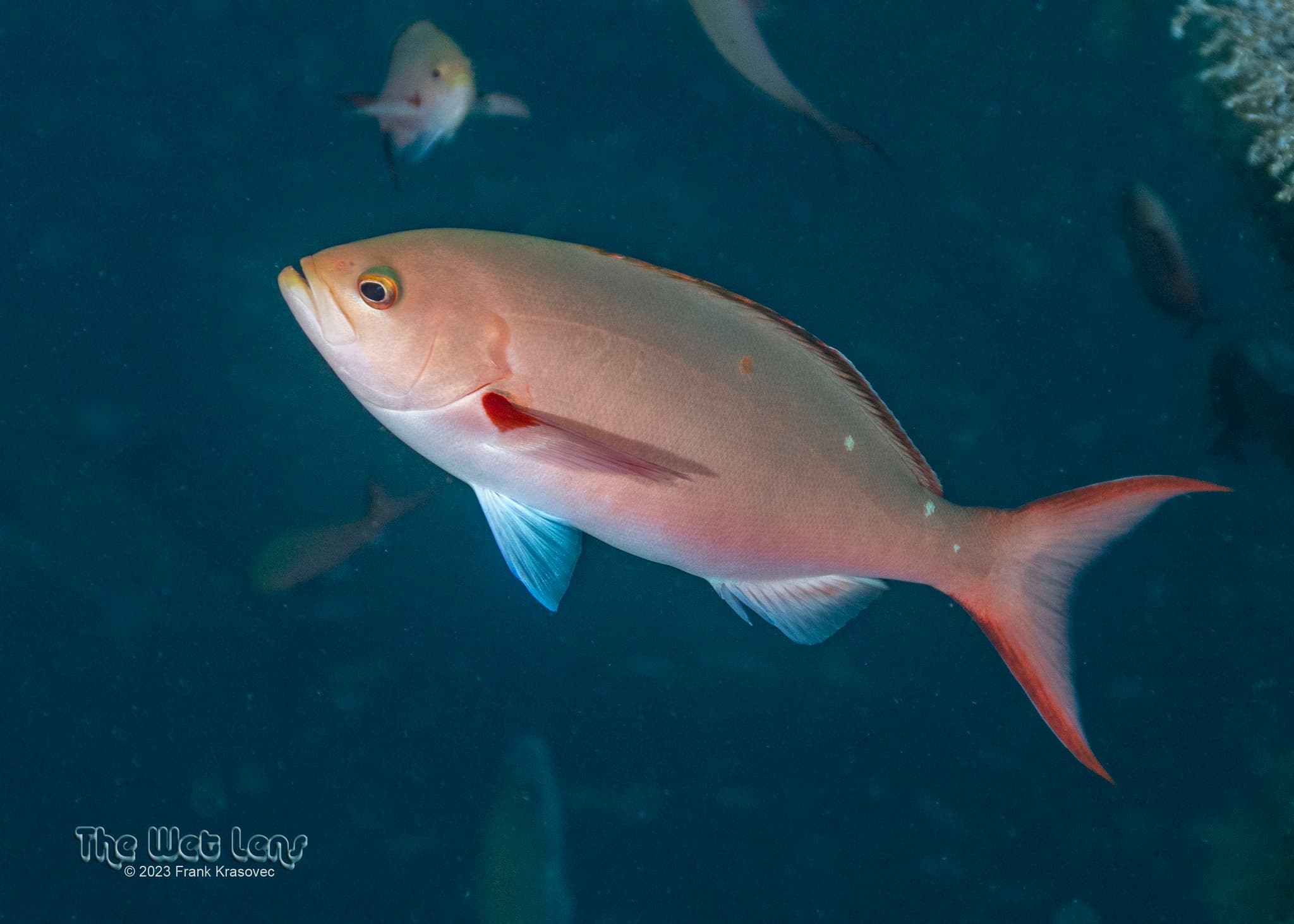 Atlantic Creolefish (Paranthias furcifer), North Caroline, USA