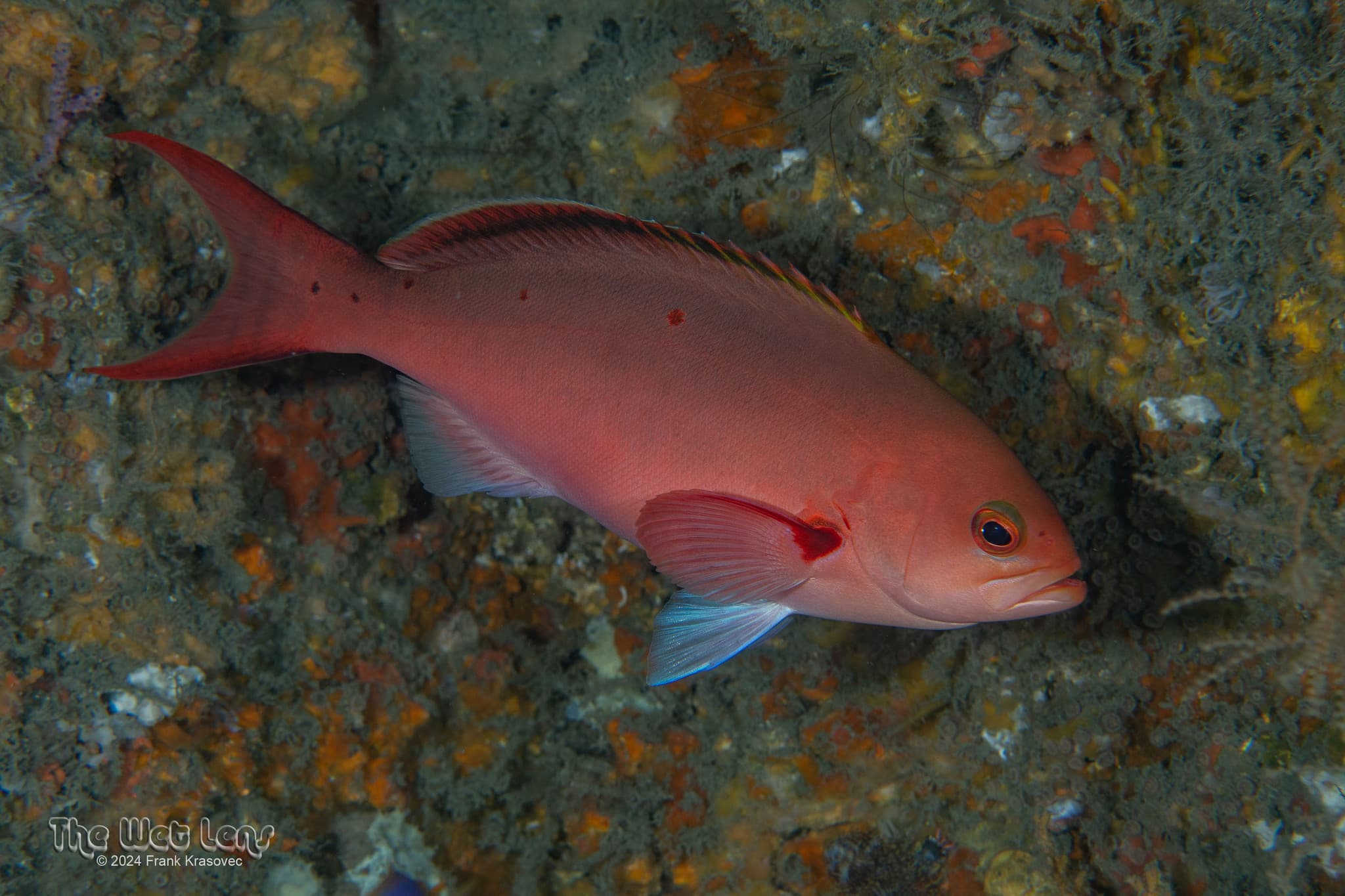 Atlantic Creolefish (Paranthias furcifer), North Caroline, USA