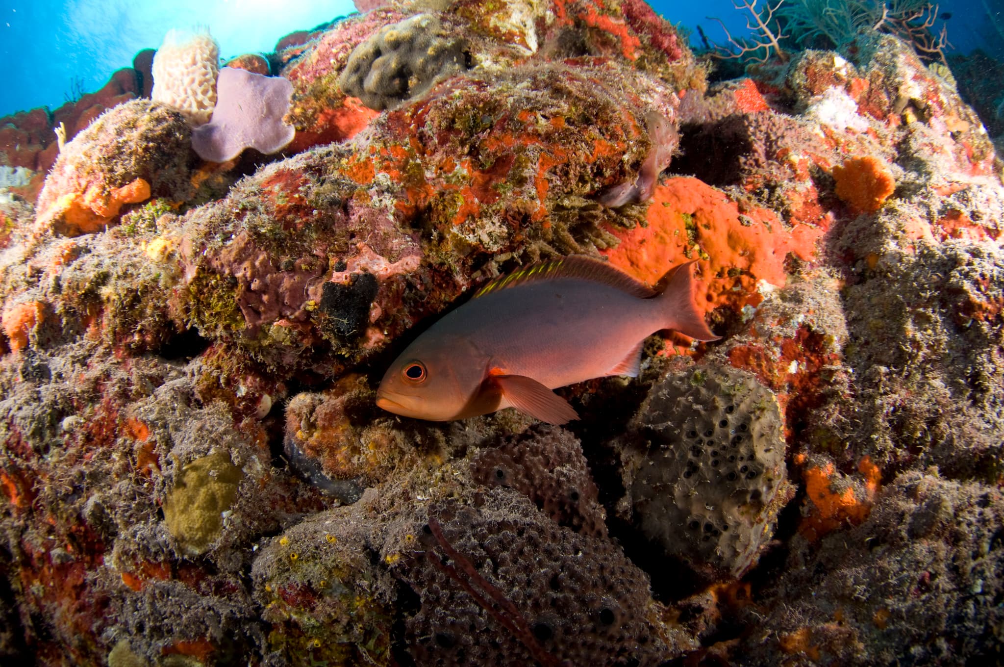 Atlantic Creolefish (Paranthias furcifer), Saba