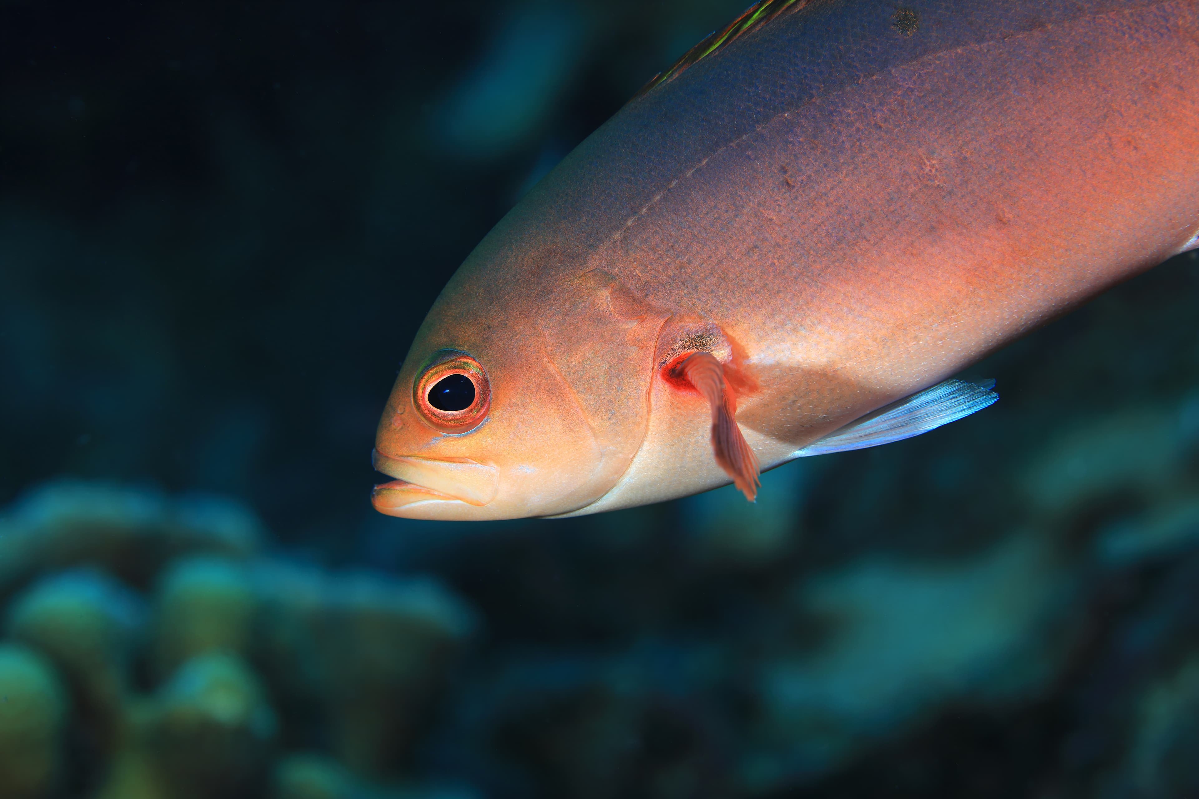 Atlantic Creolefish (Paranthias furcifer)