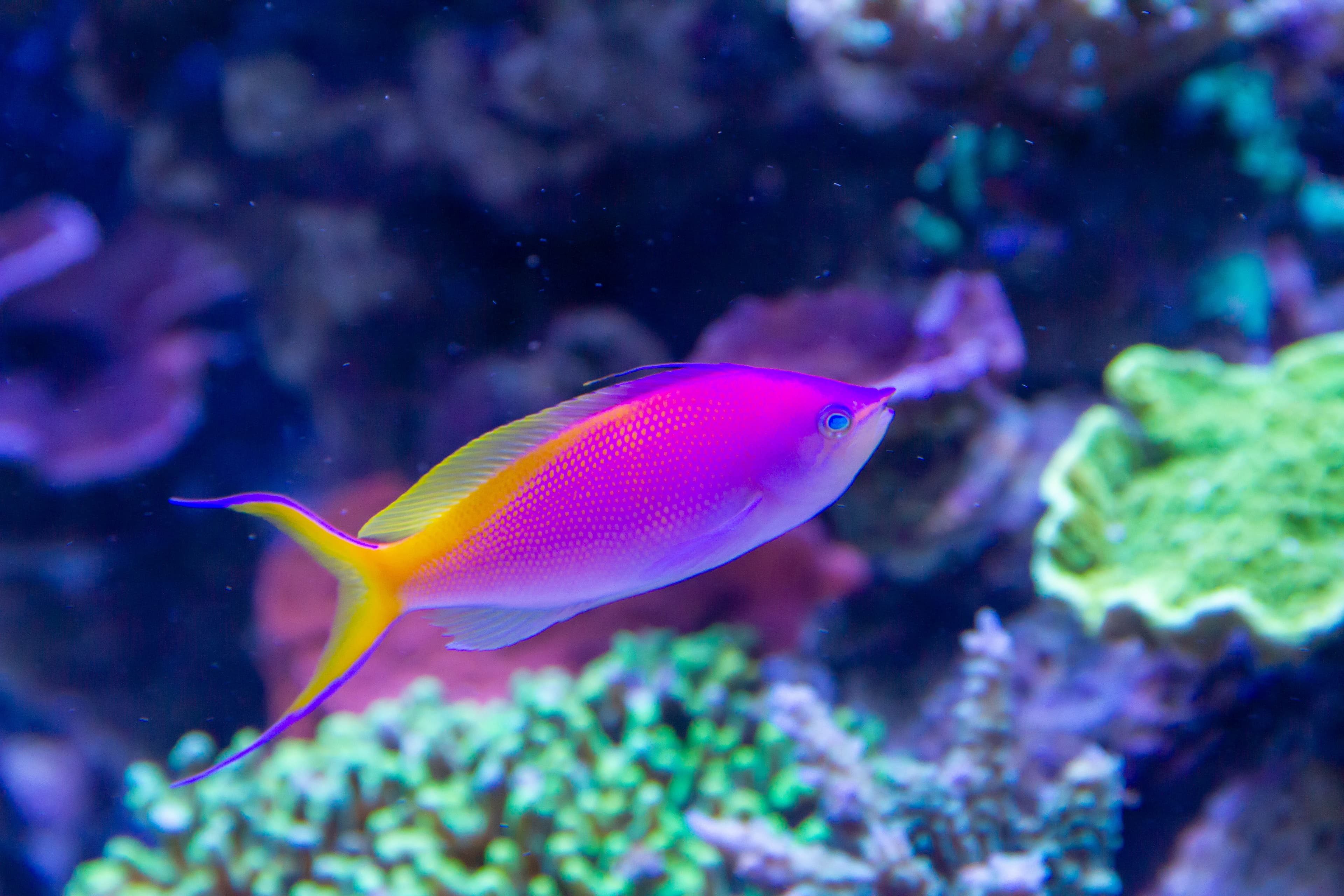 Bartlett's Anthias (Pseudanthias bartlettorum)