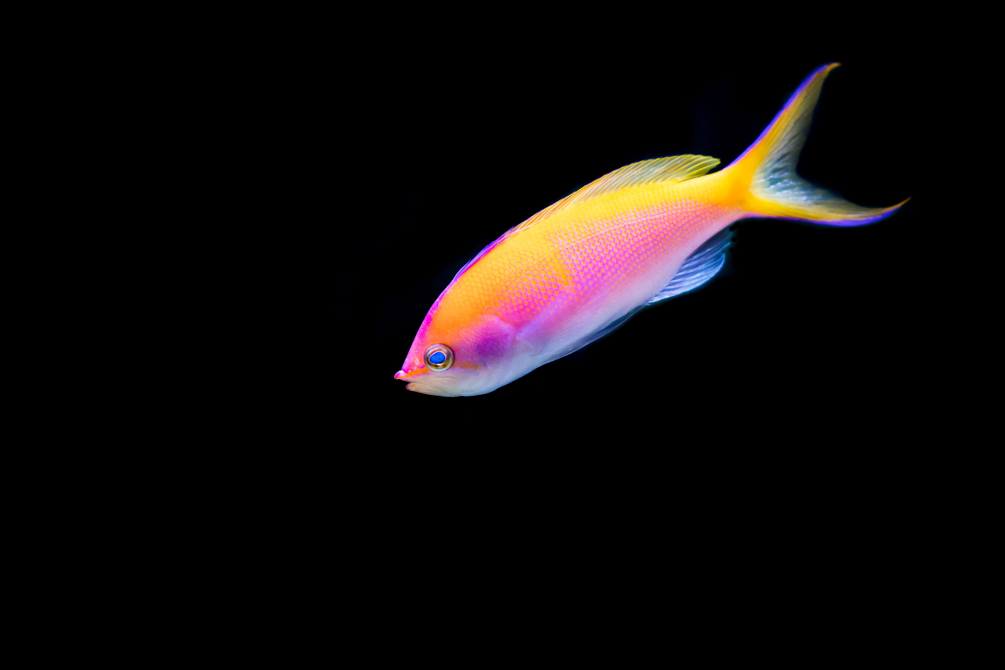 Bartlett's Anthias (Pseudanthias bartlettorum)