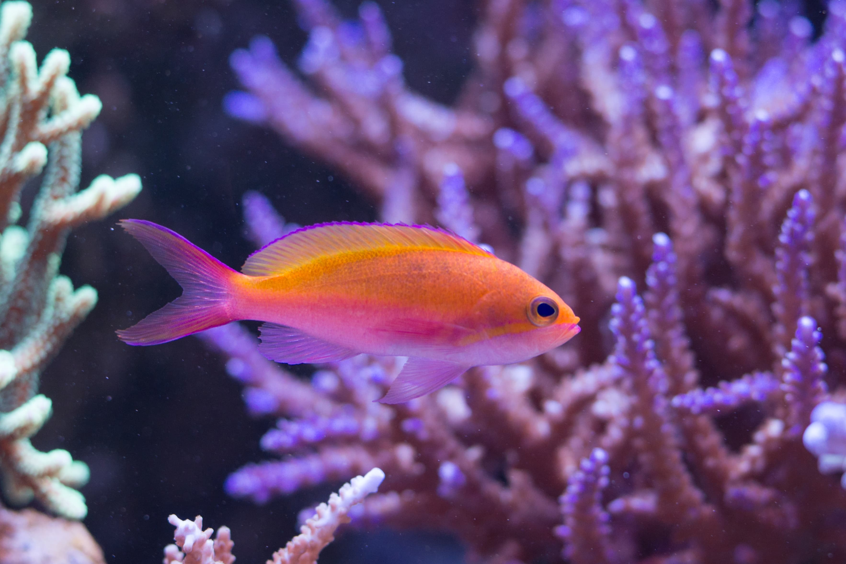 Bicolor Anthias (Pseudanthias bicolor)