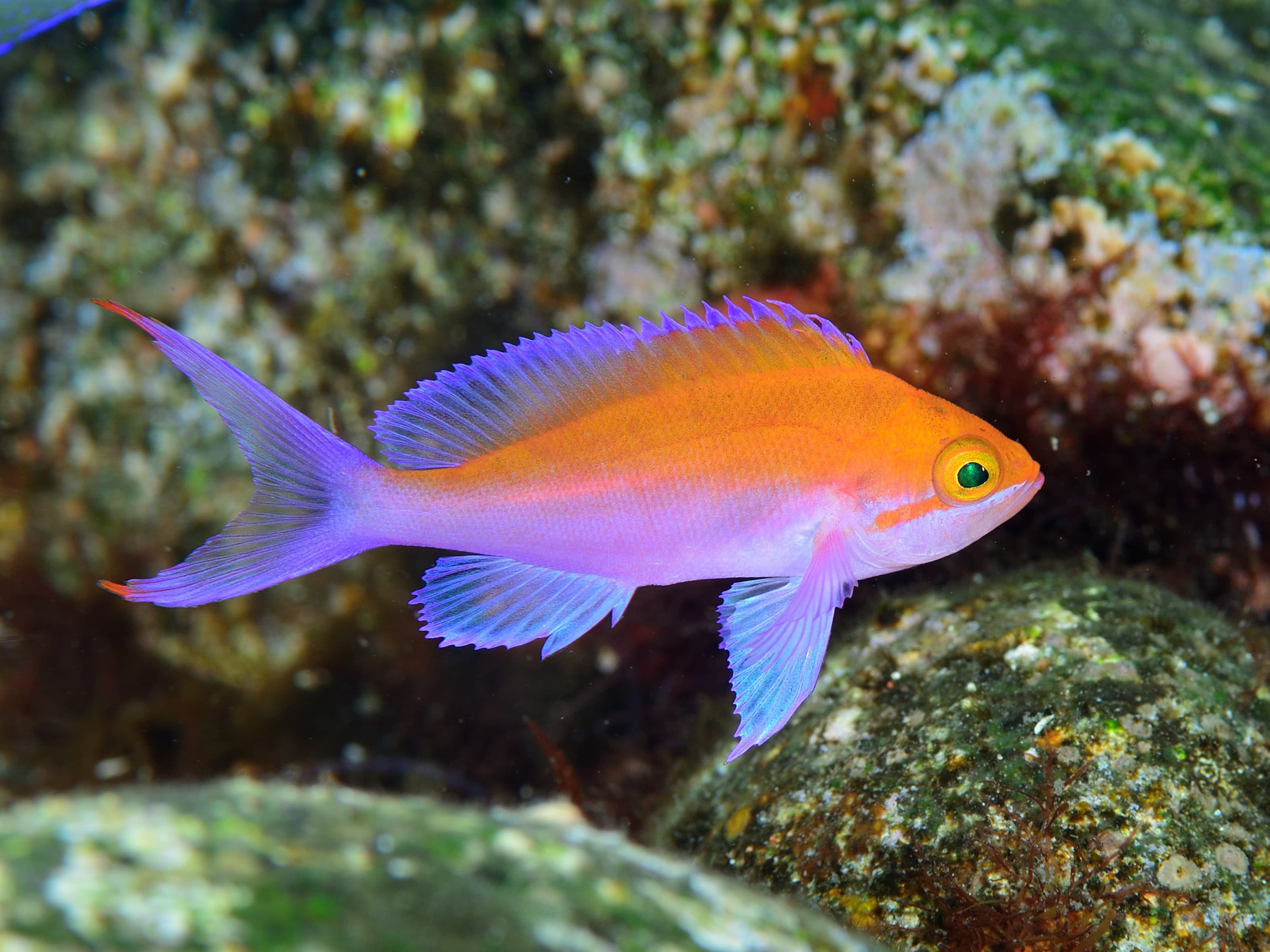 Bicolor Anthias (Pseudanthias bicolor)