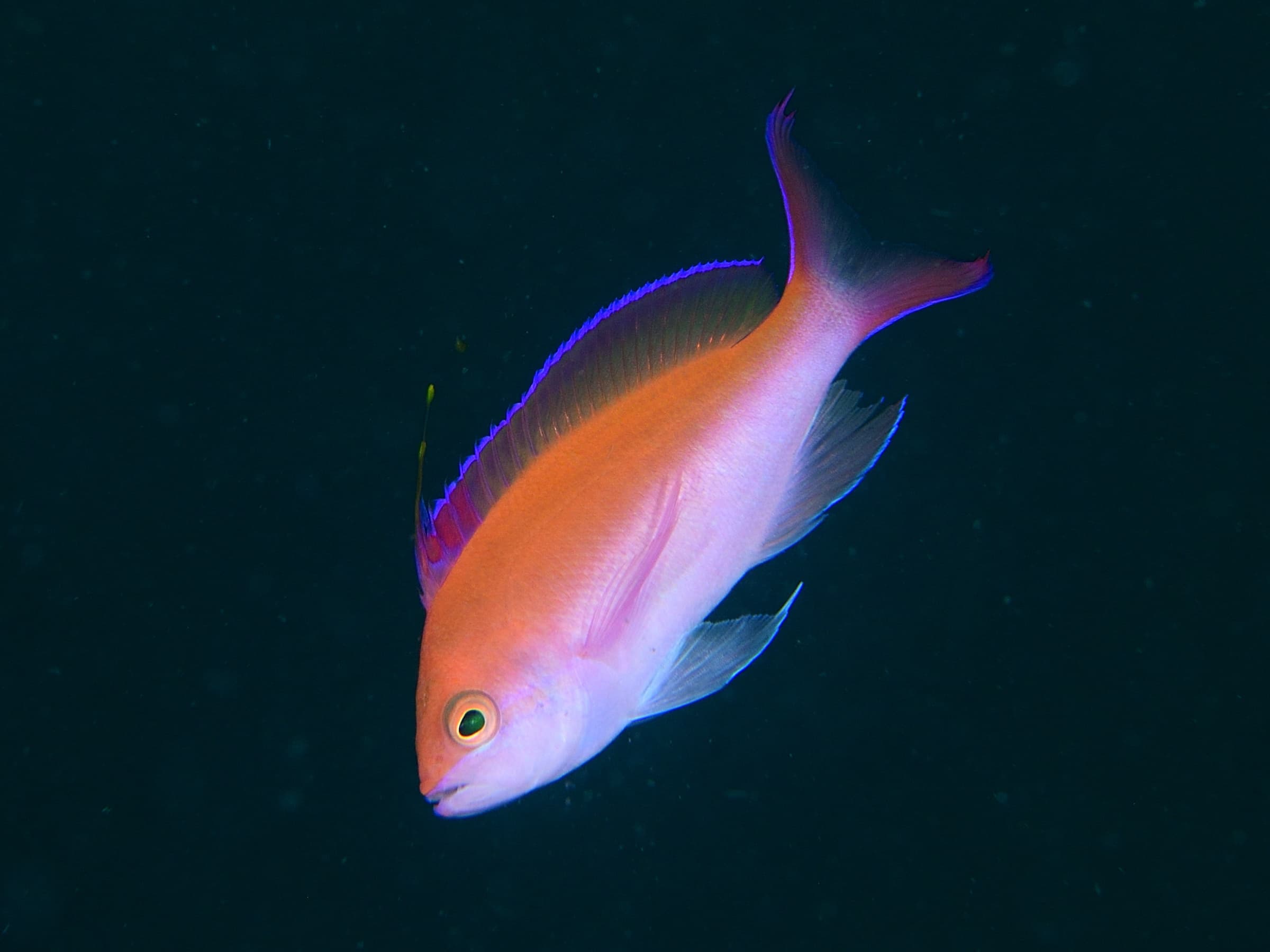 Bicolor Anthias (Pseudanthias bicolor)