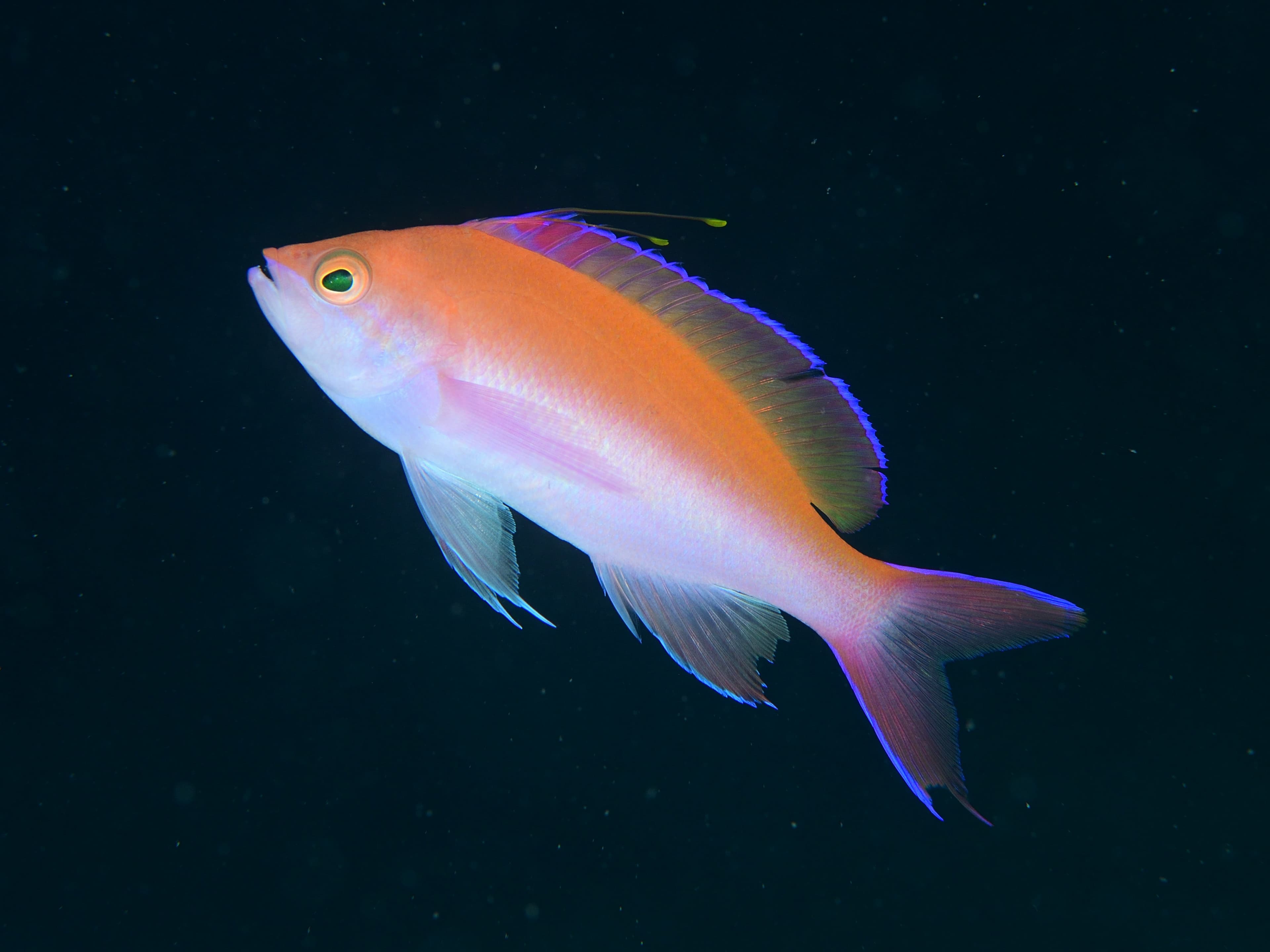 Bicolor Anthias (Pseudanthias bicolor)