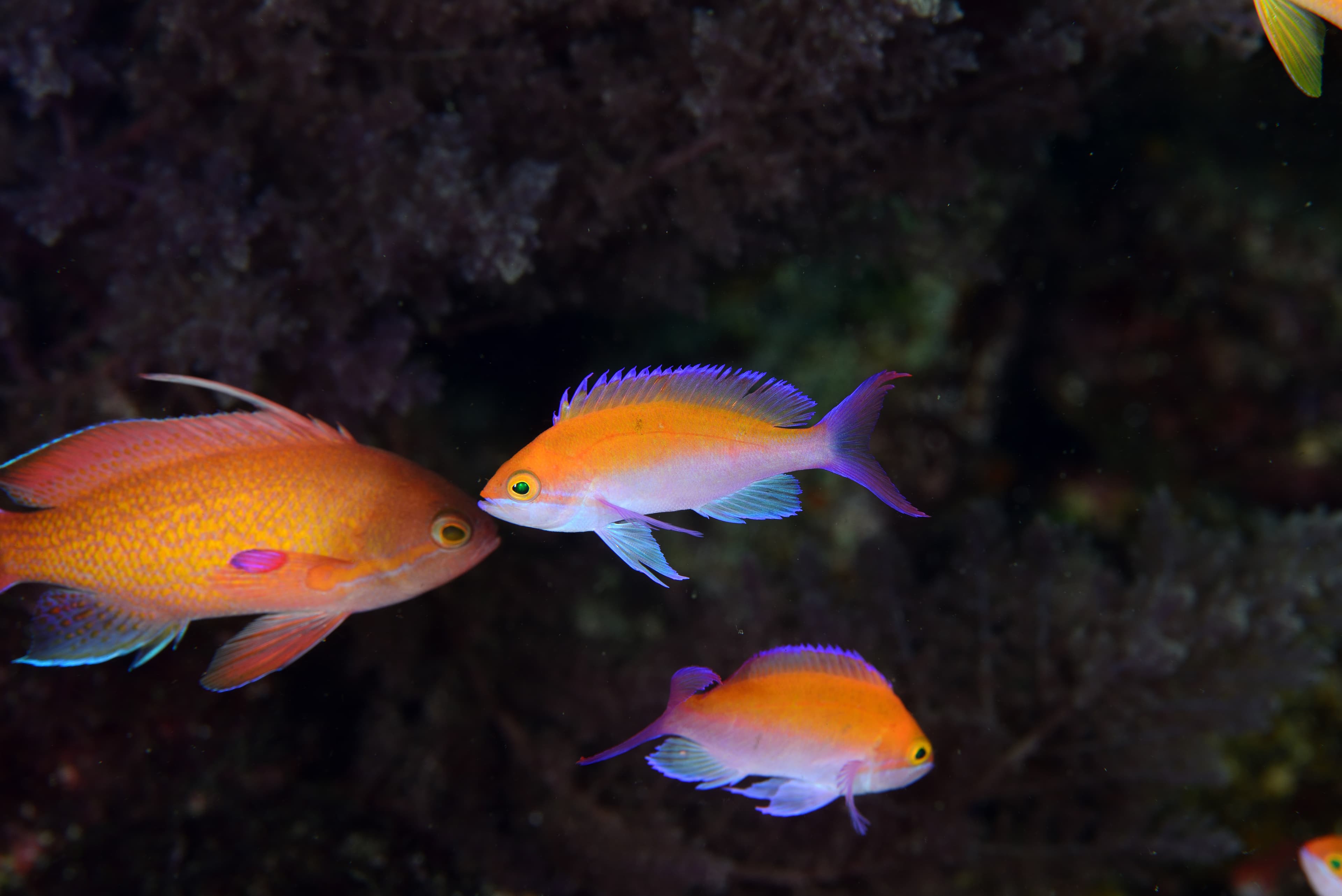 Bicolor Anthias (Pseudanthias bicolor)