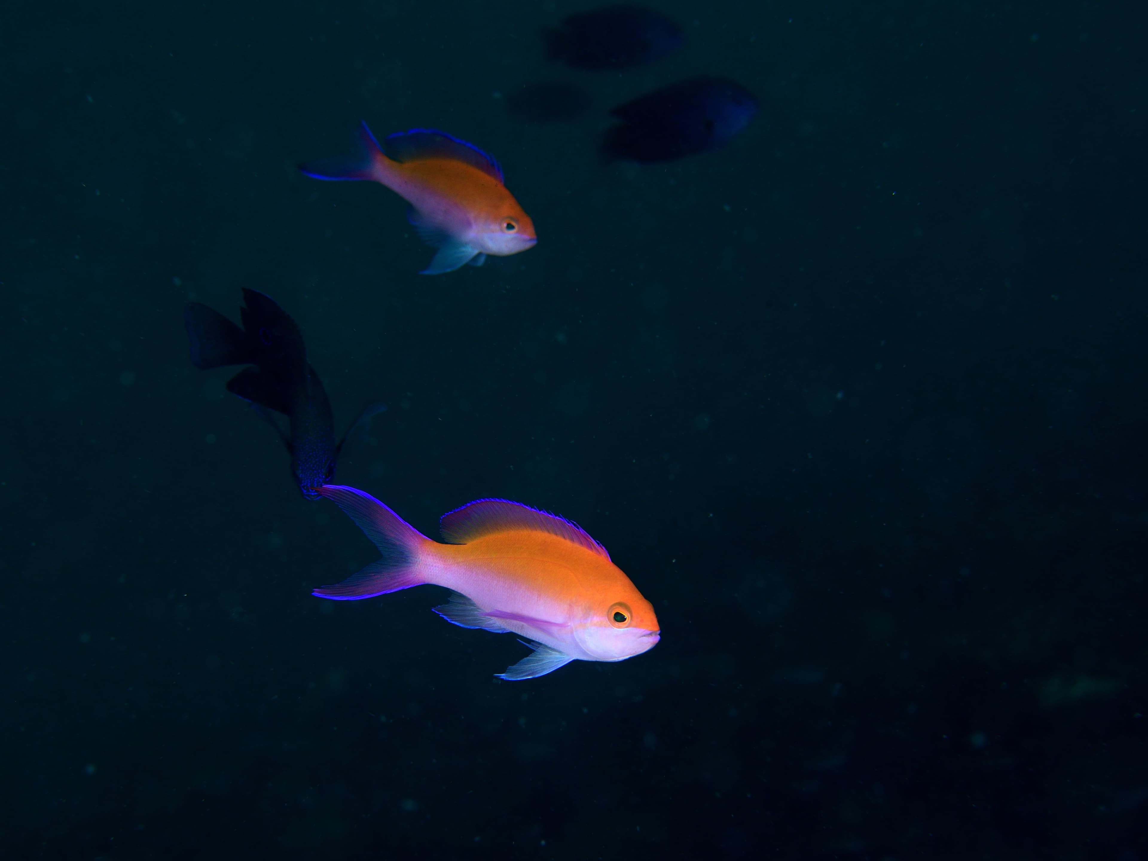 Bicolor Anthias (Pseudanthias bicolor)