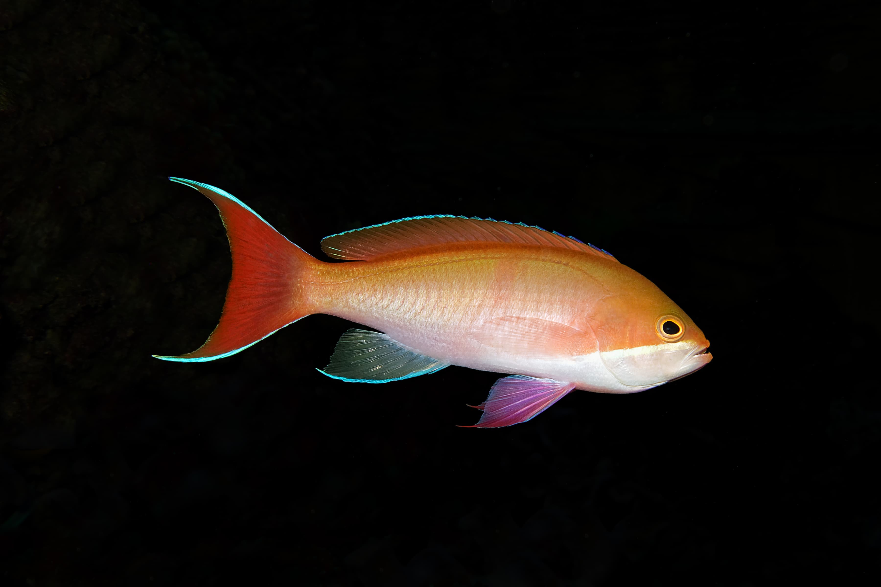 Female Red-bar Anthias (Pseudanthias cooperi)