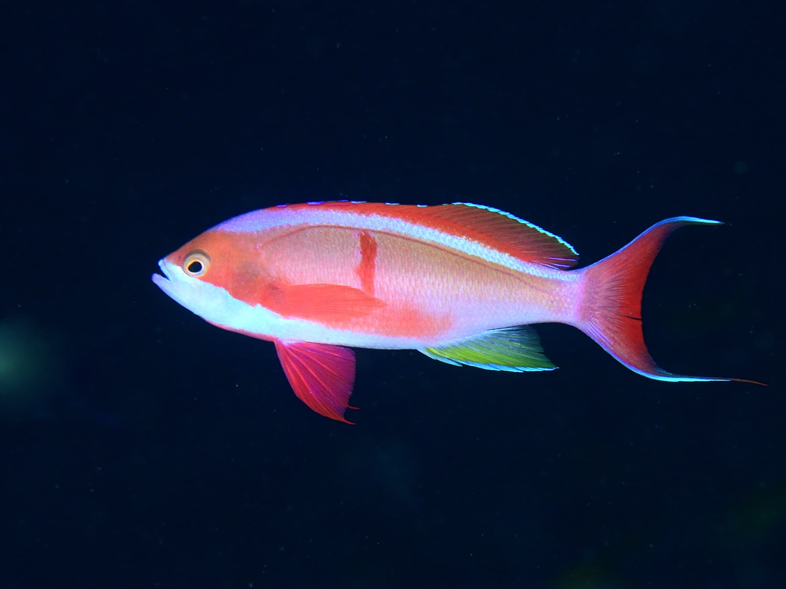 Red-bar Anthias (Pseudanthias cooperi)