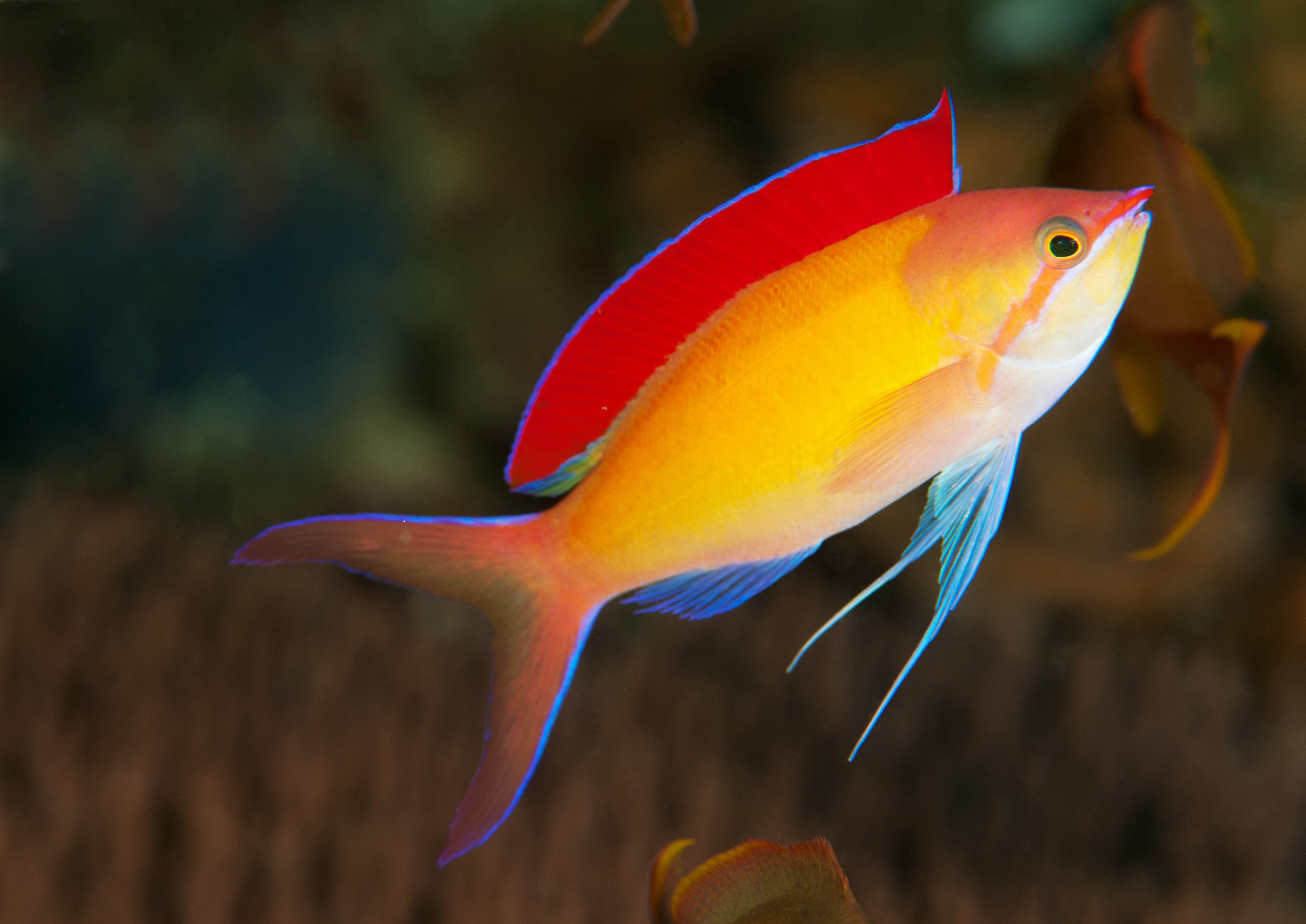 Dispar Anthias (Pseudanthias dispar), Raja Ampat, Indonesia