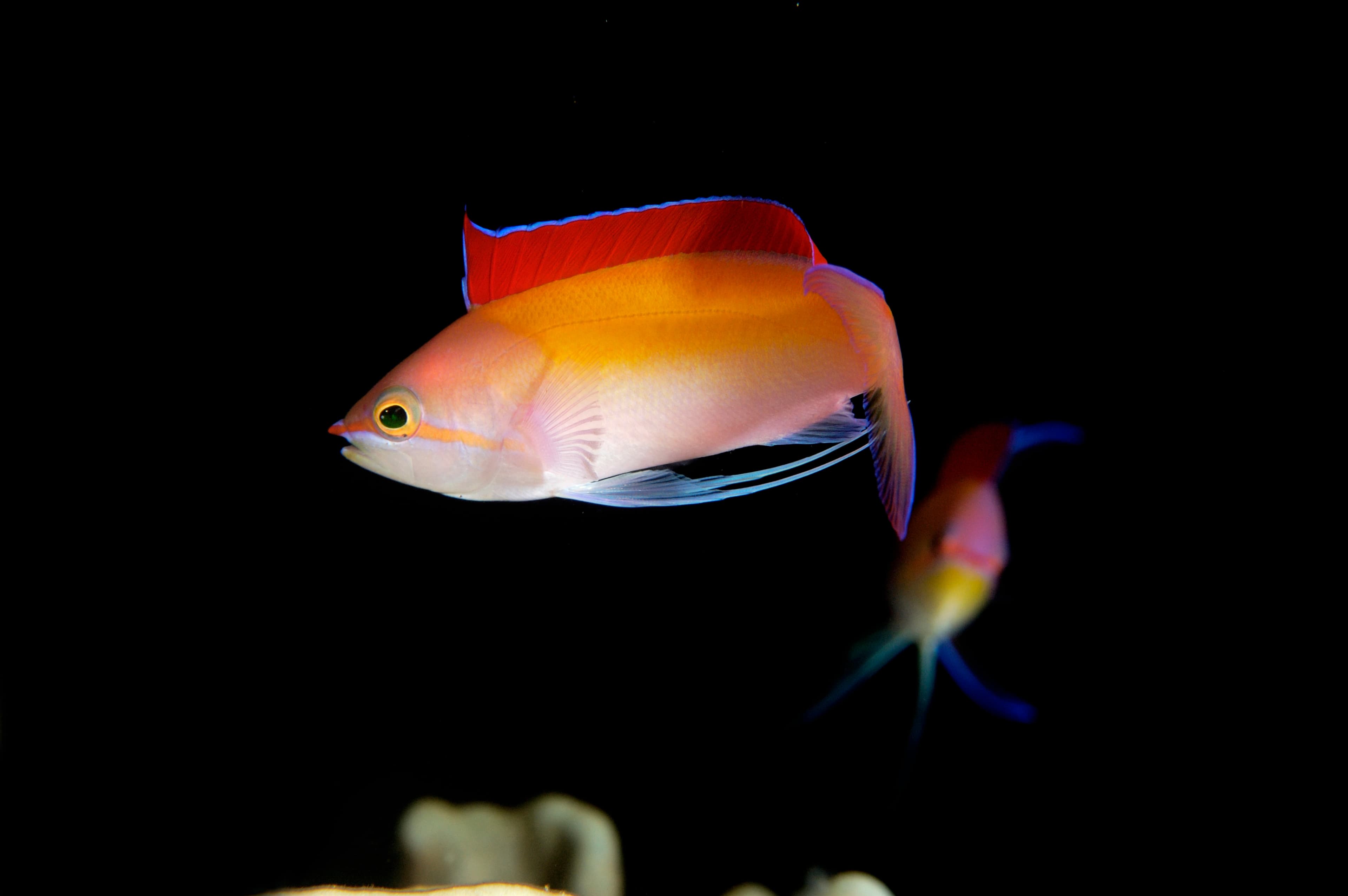 Dispar Anthias (Pseudanthias dispar), Kosrae Micronesia