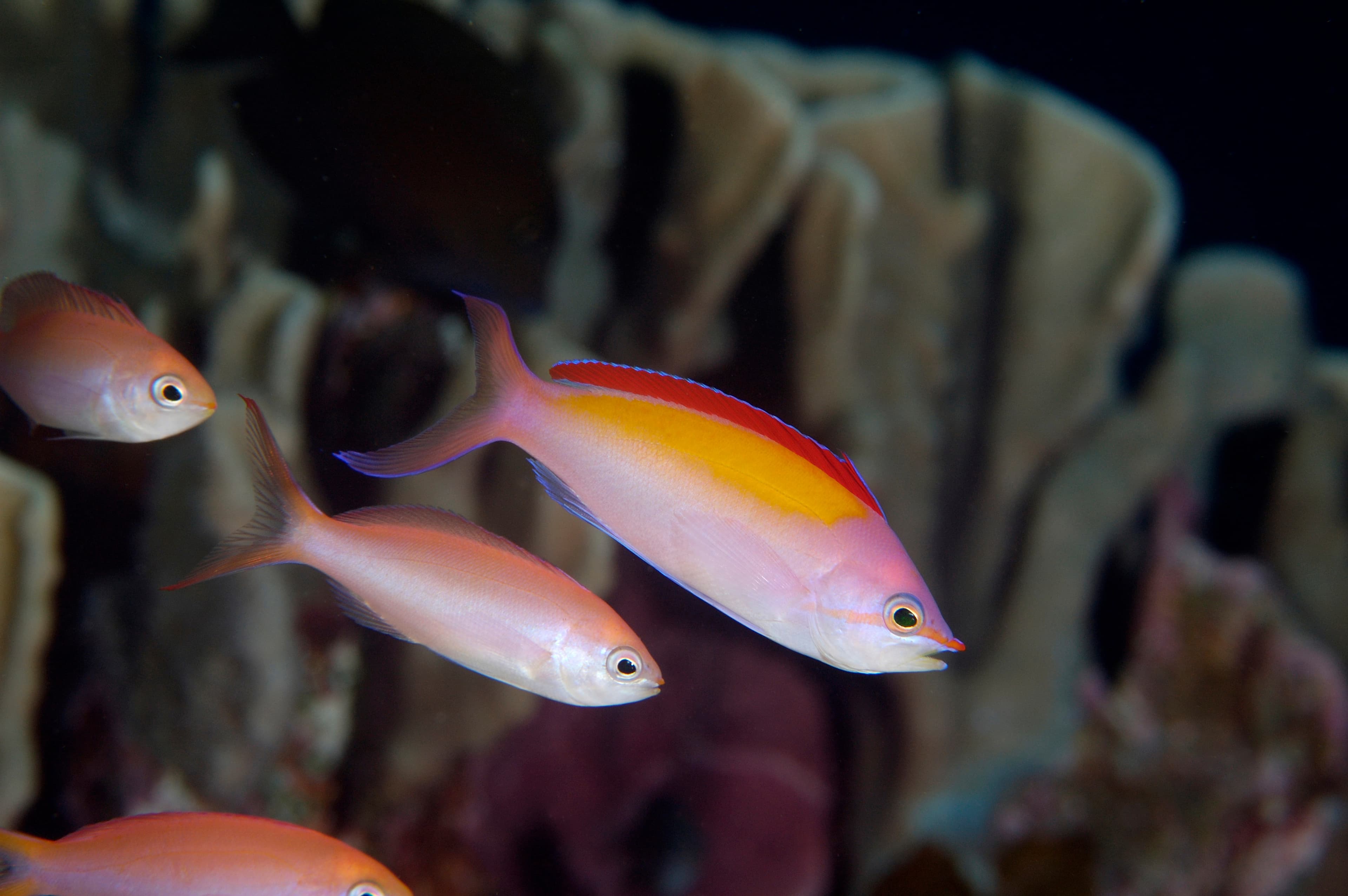 Dispar Anthias (Pseudanthias dispar), Kosrae Micronesia