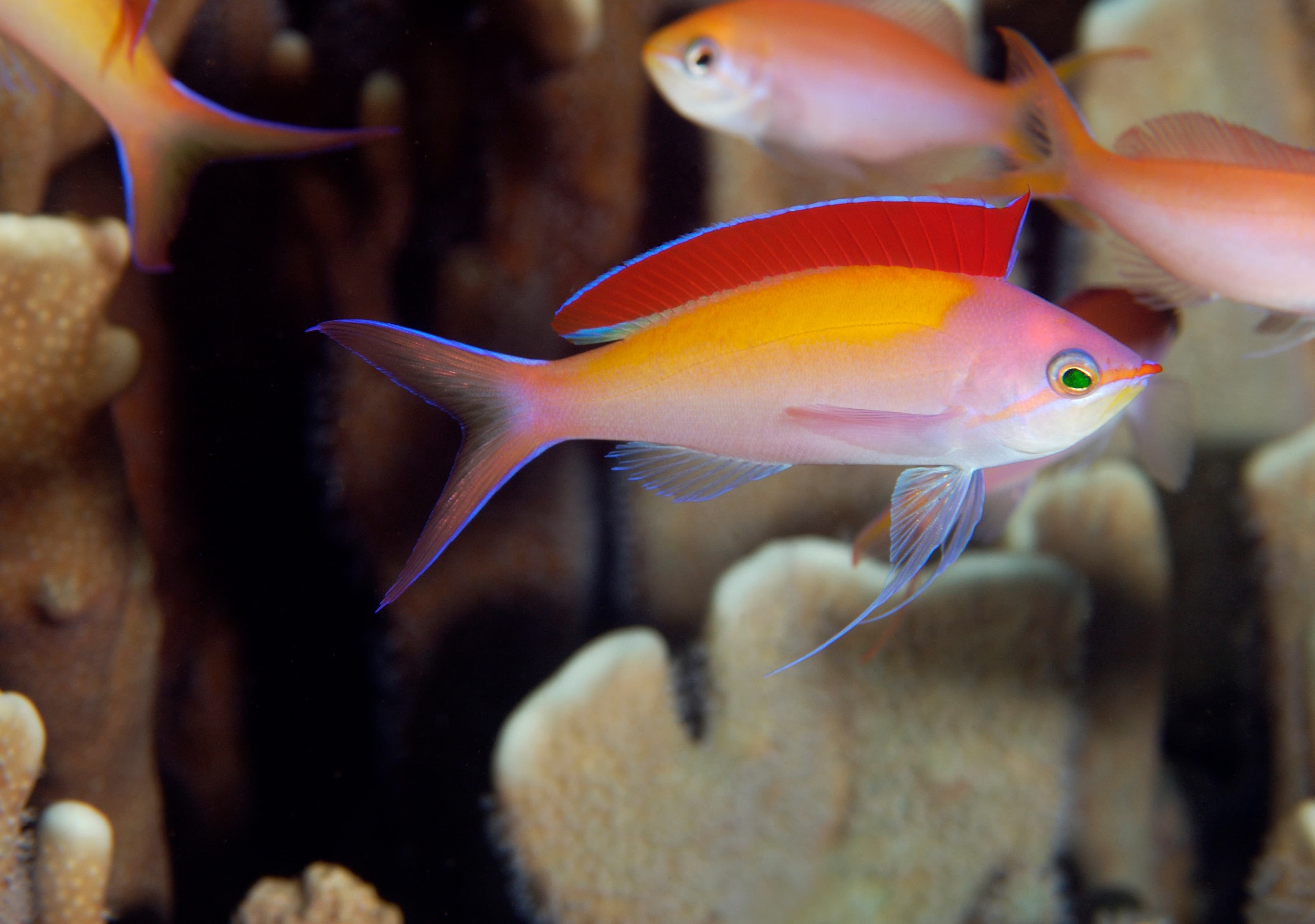 Dispar Anthias (Pseudanthias dispar), Kosrae Micronesia