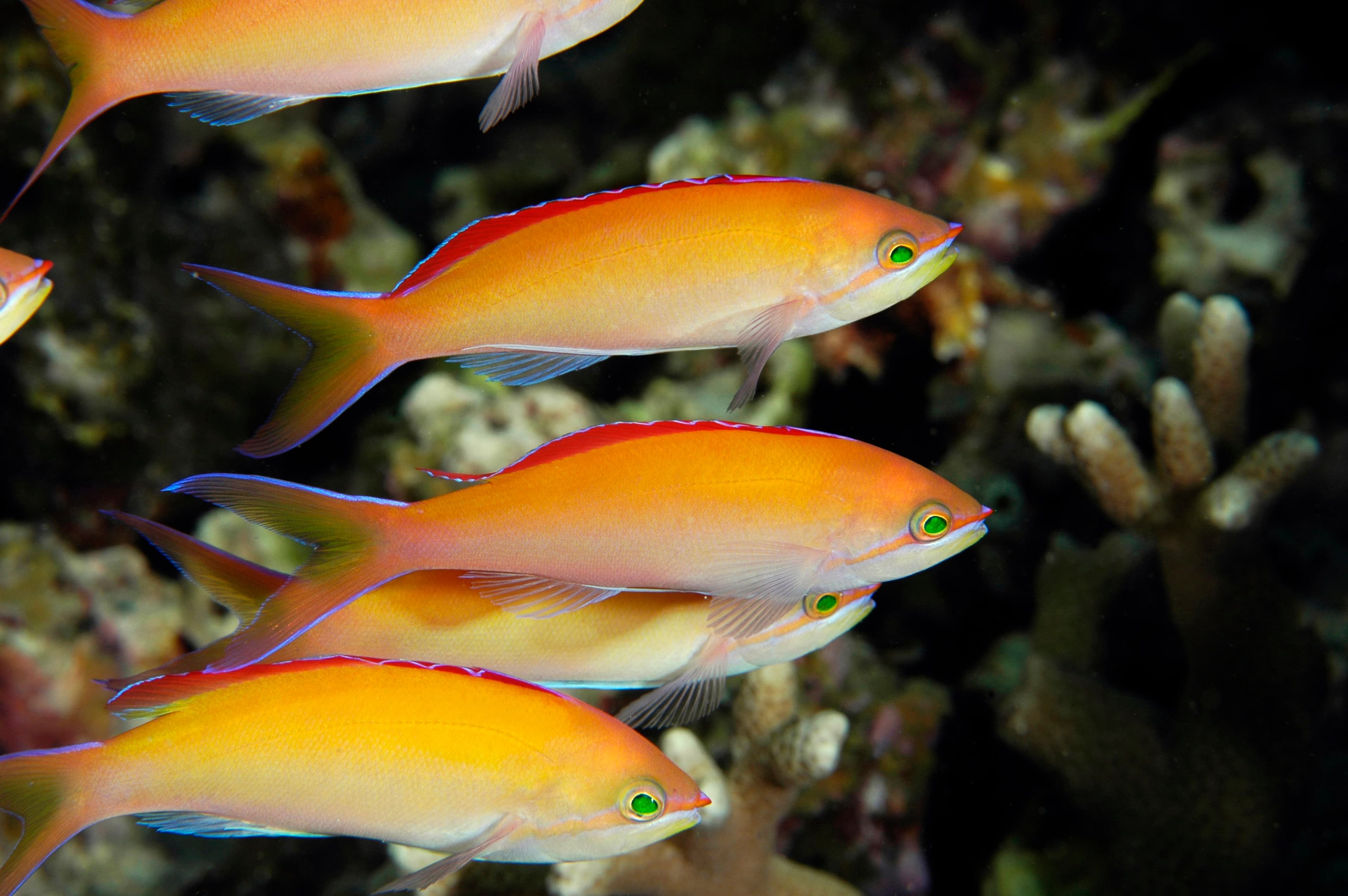 Dispar Anthias (Pseudanthias dispar), Kosrae Micronesia