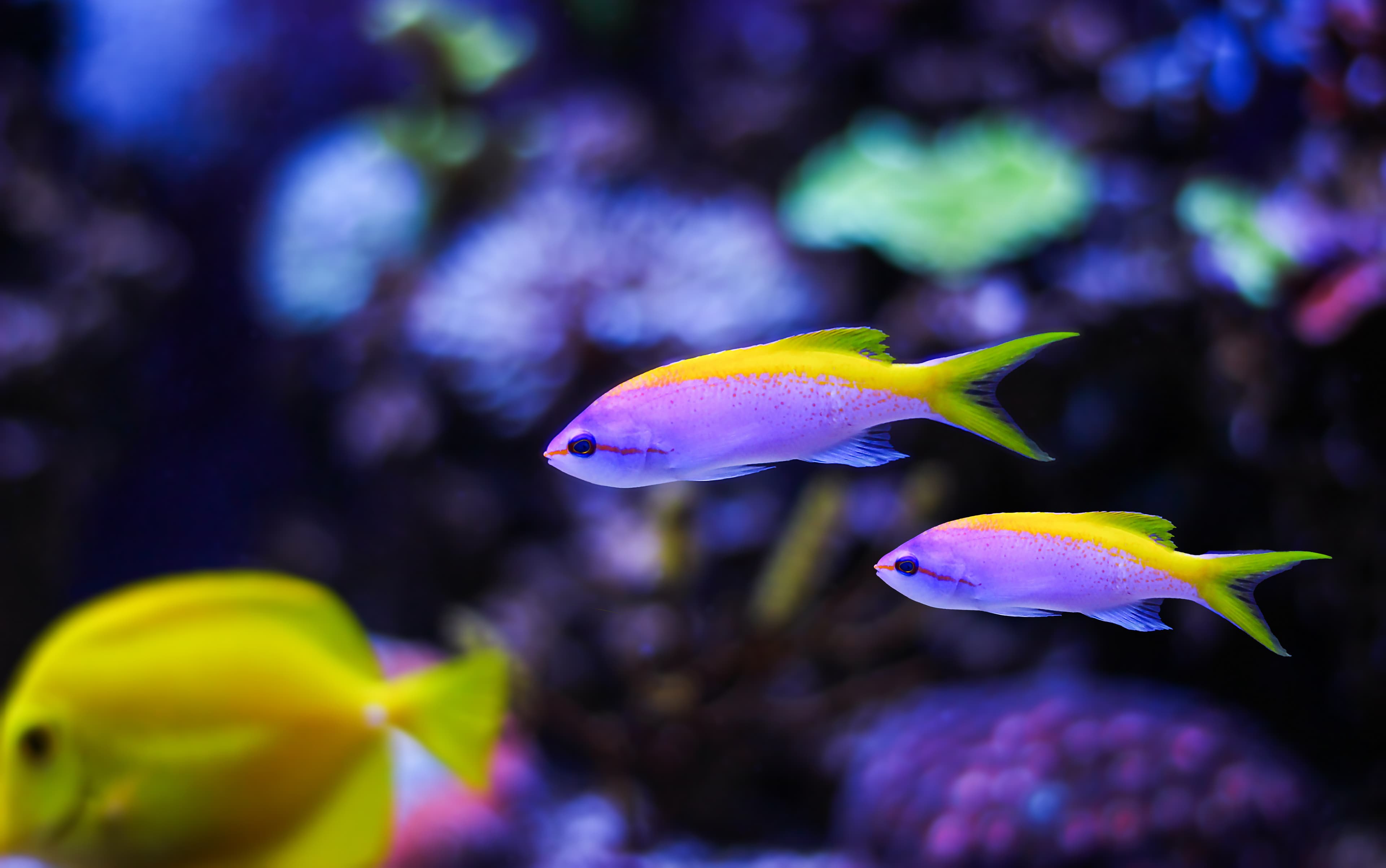 Evansi Anthias (Pseudanthias evansi)