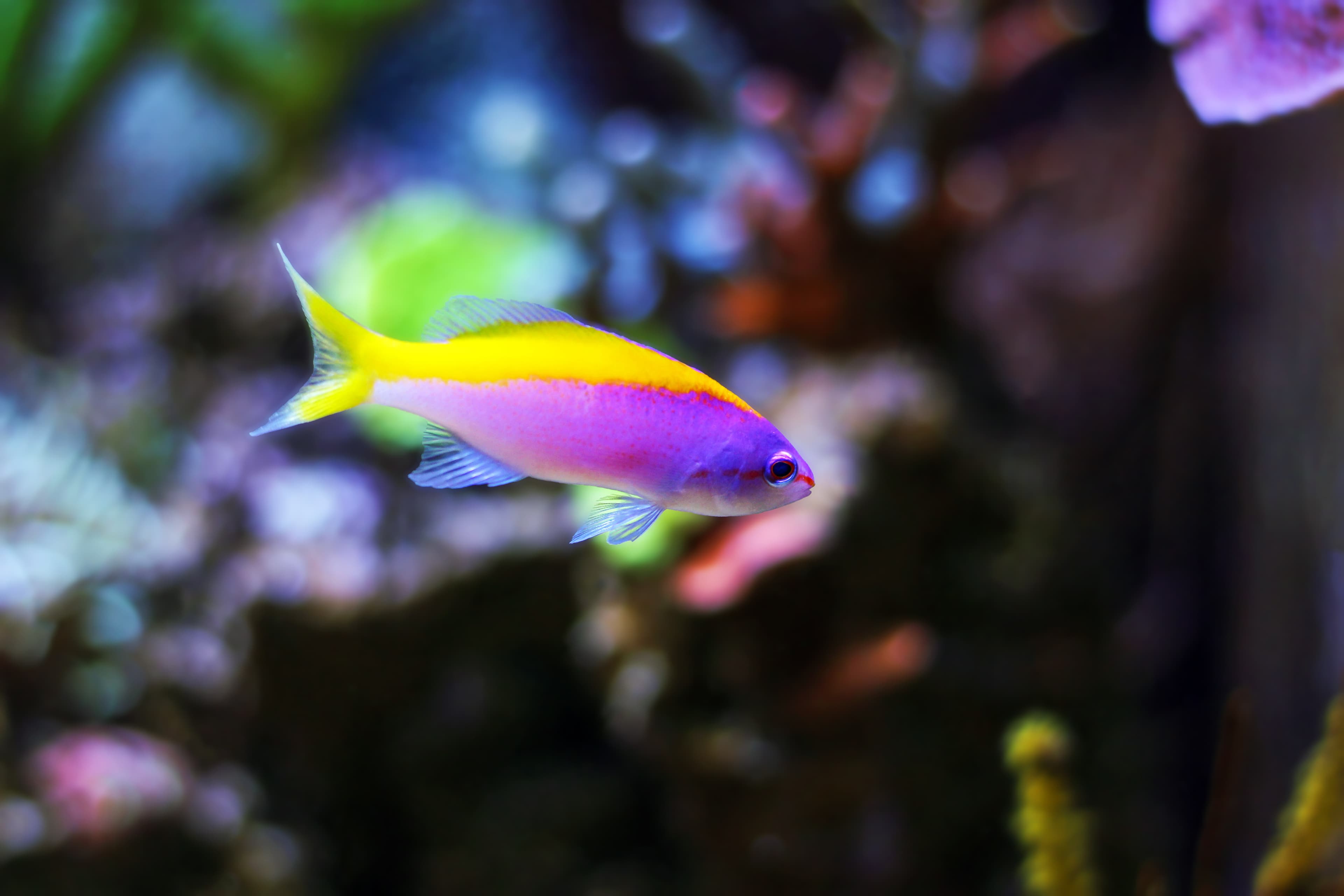 Evansi Anthias (Pseudanthias evansi)