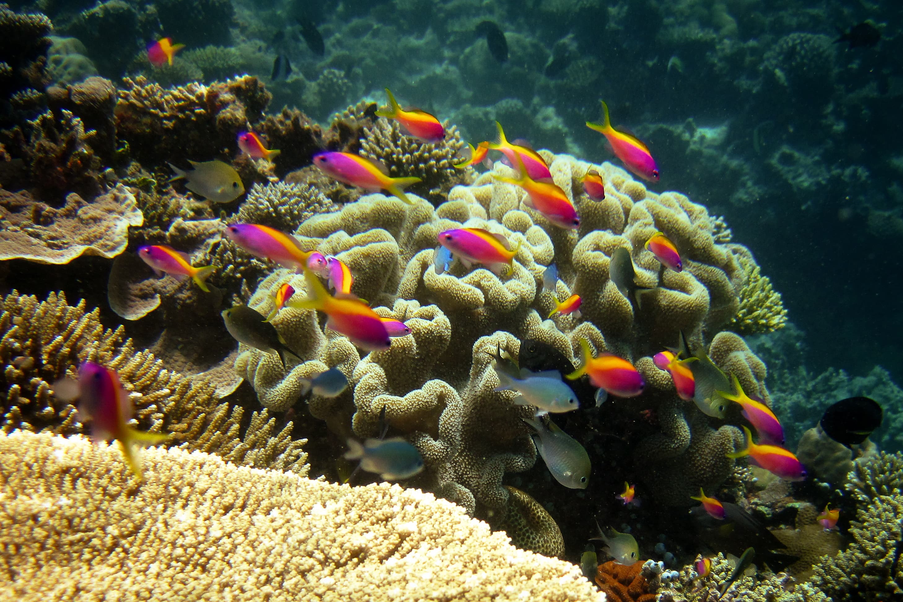 Evansi Anthias (Pseudanthias evansi) in natural environment of Maldives coral reef