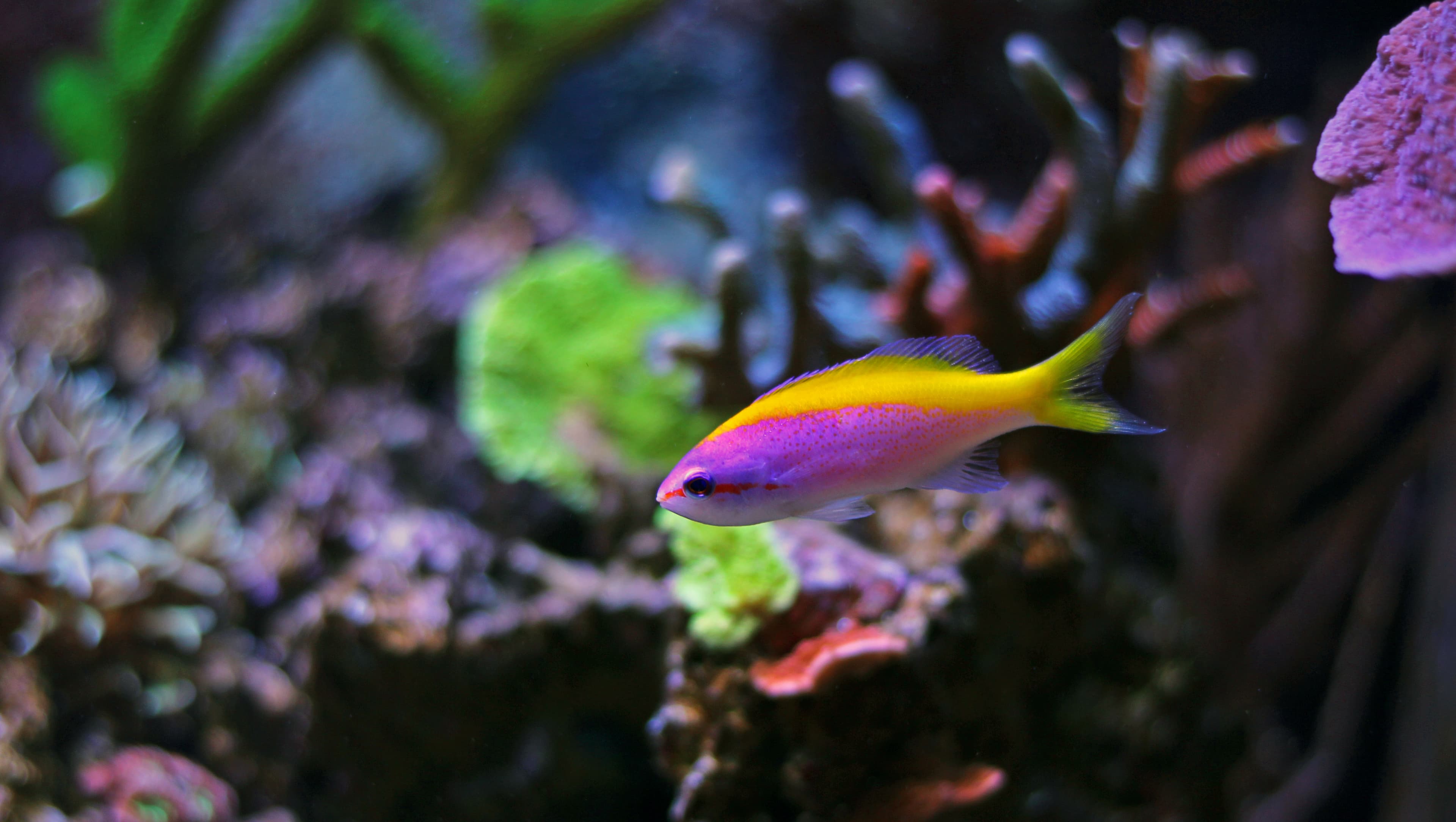 Evansi Anthias (Pseudanthias evansi)