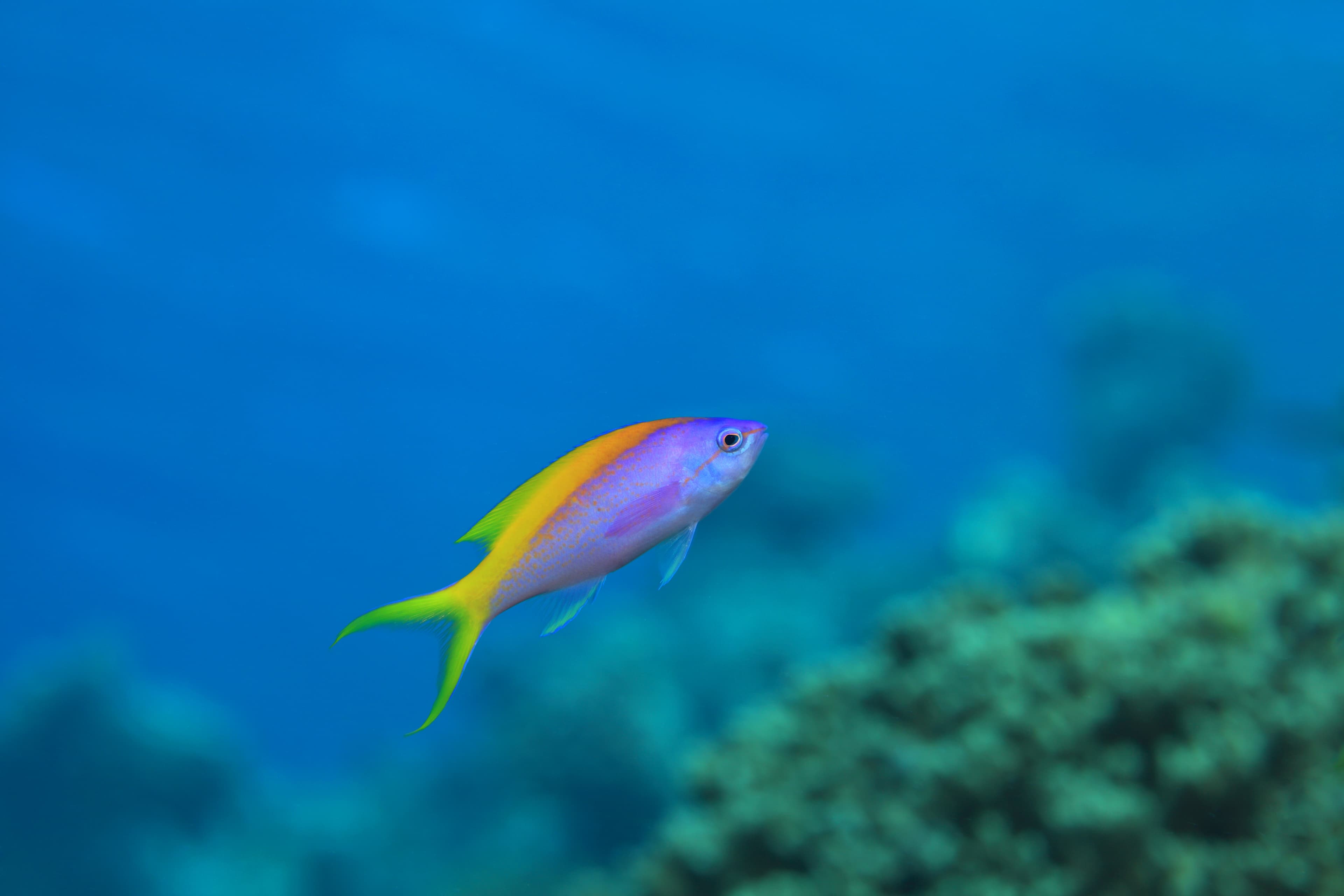 Evansi Anthias (Pseudanthias evansi)