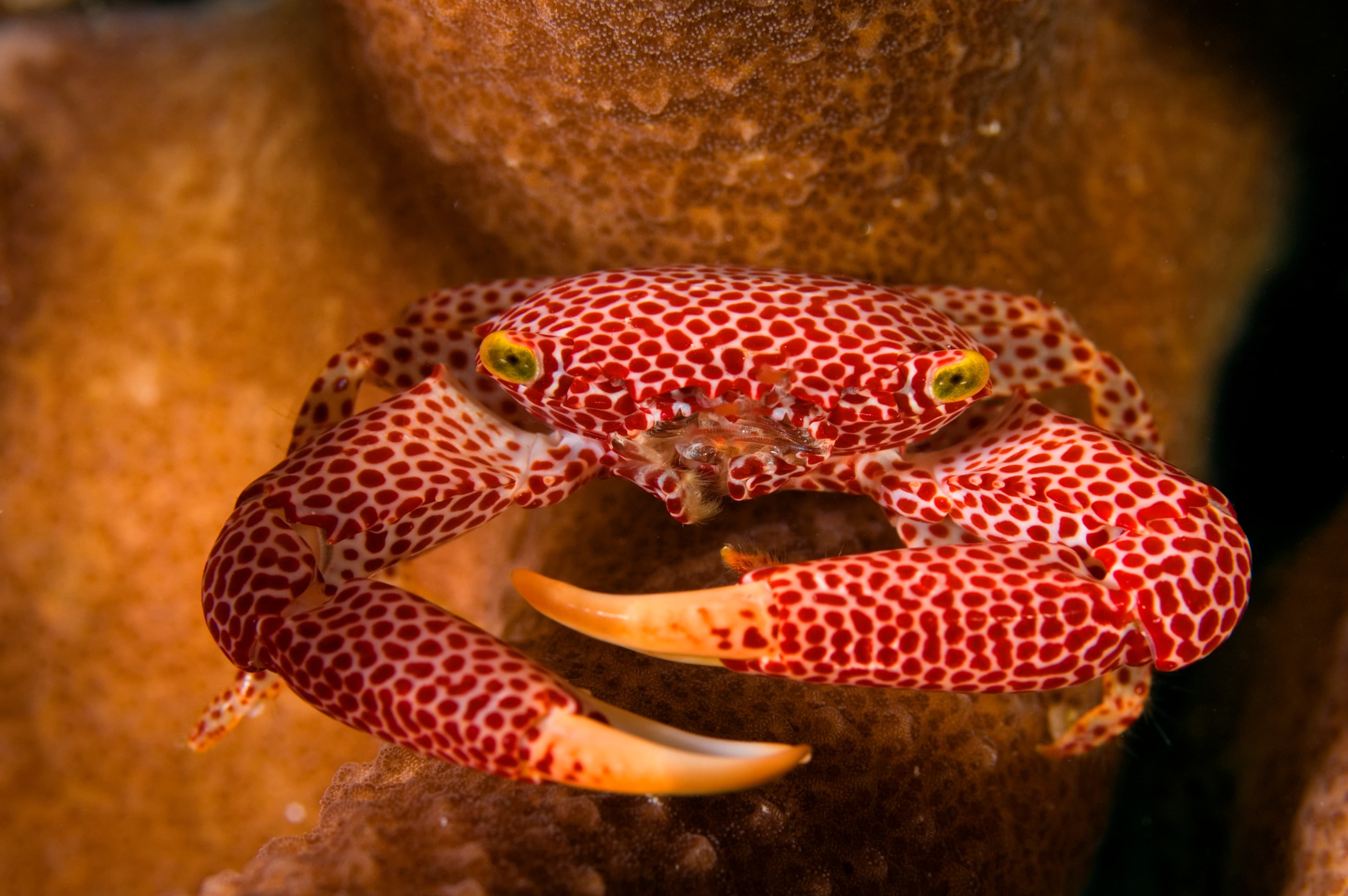 Red-spotted Coral Crab (Trapezia rufopunctata) hiding between branches of hard coral. Kritimati Island, Kribati