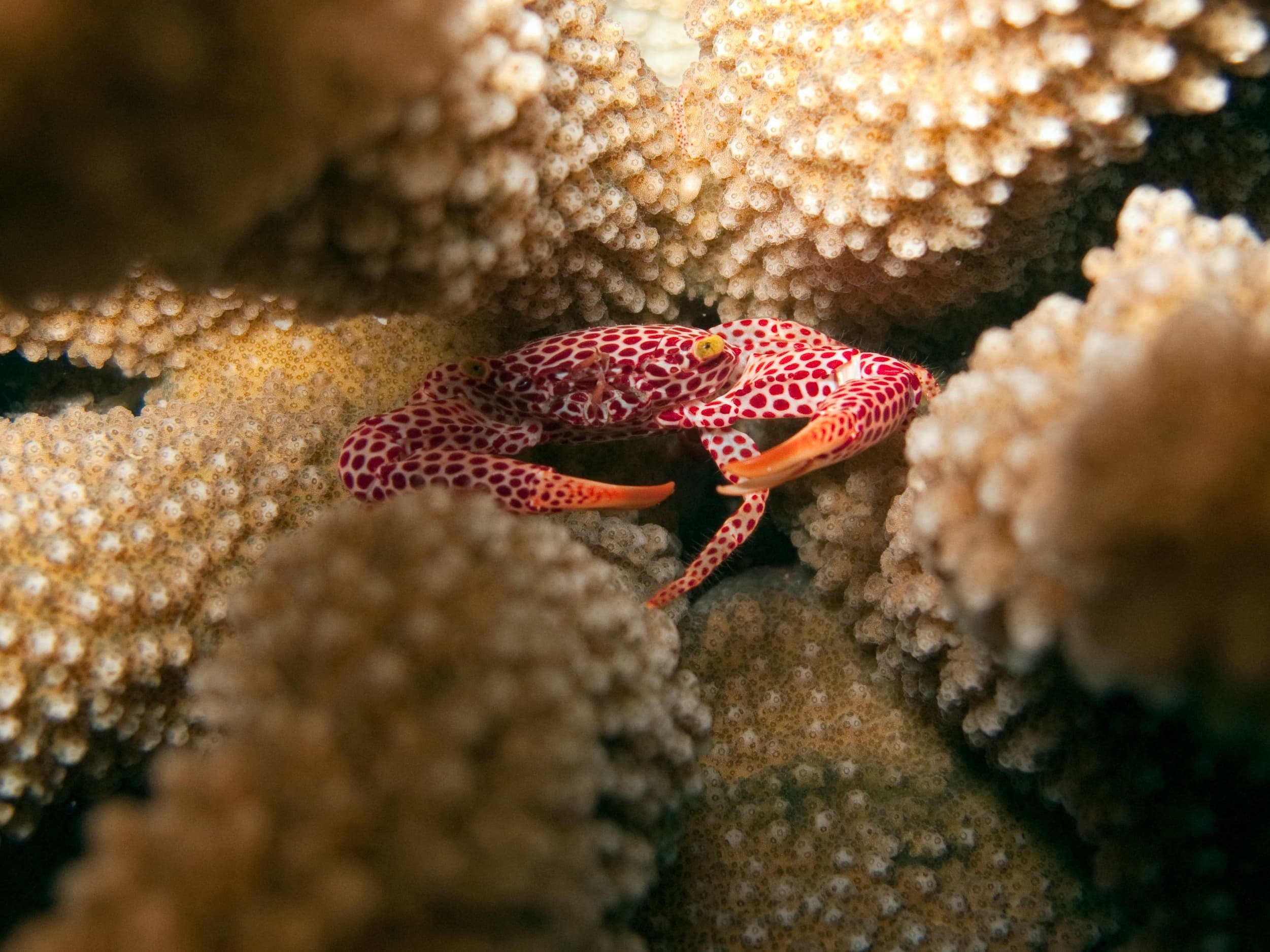 Red-spotted Coral Crab (Trapezia rufopunctata)