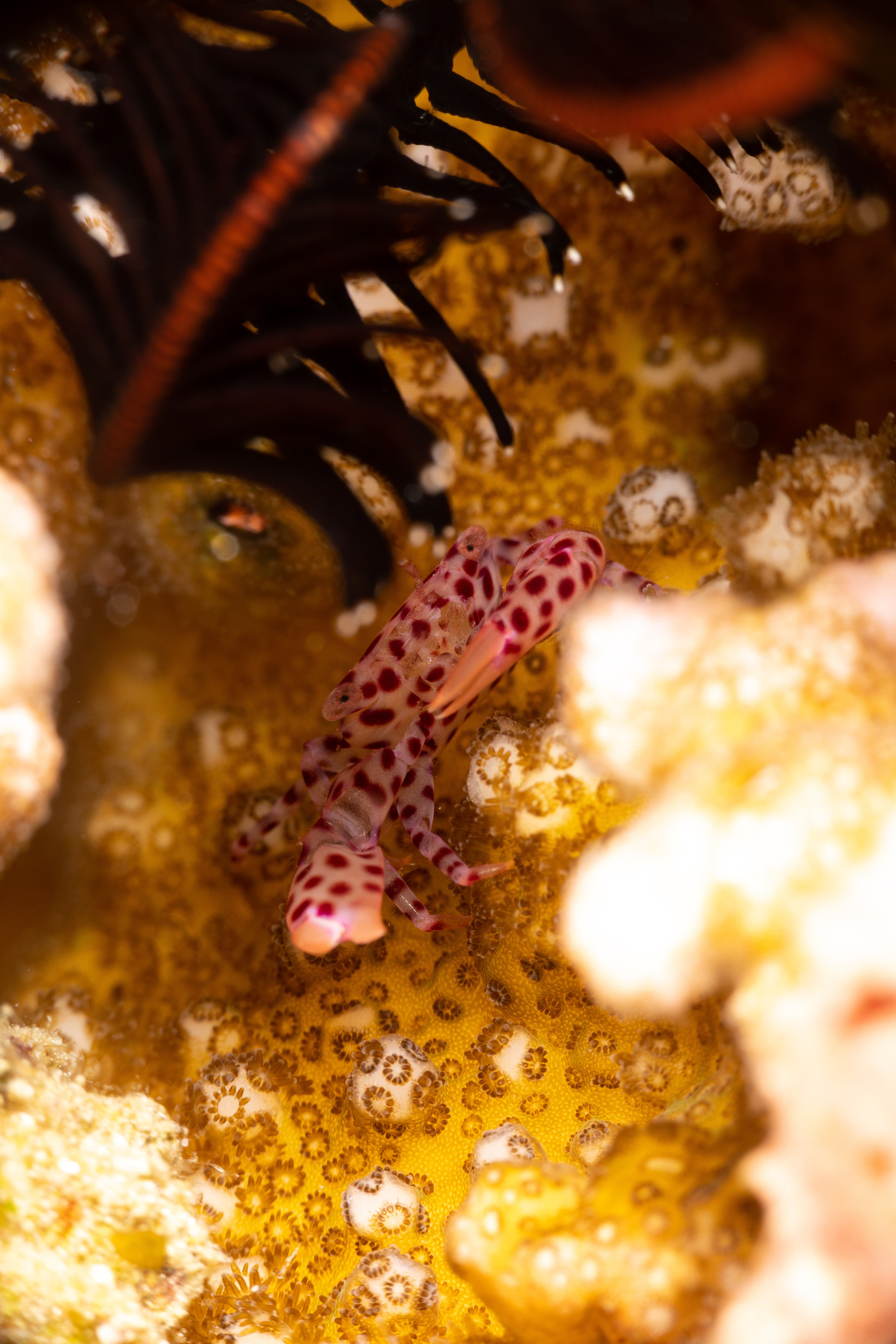 Red-spotted Coral Crab (Trapezia rufopunctata)