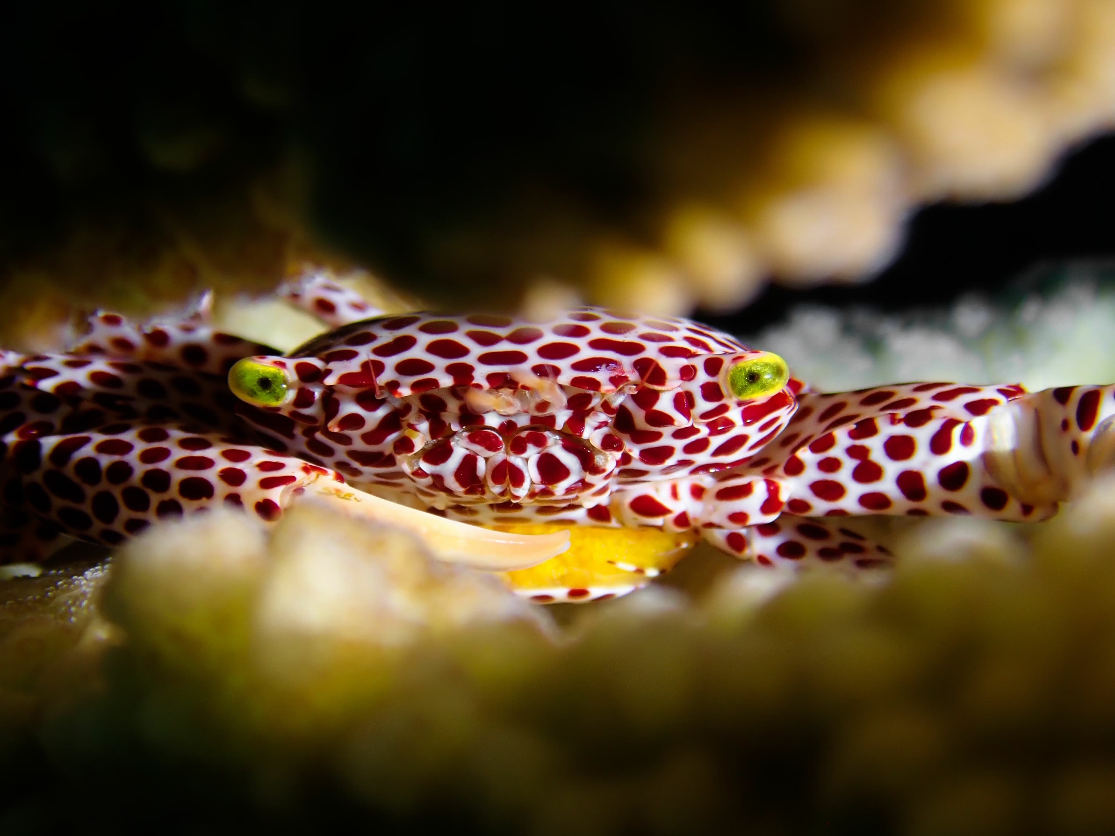 Red-spotted Coral Crab (Trapezia rufopunctata)