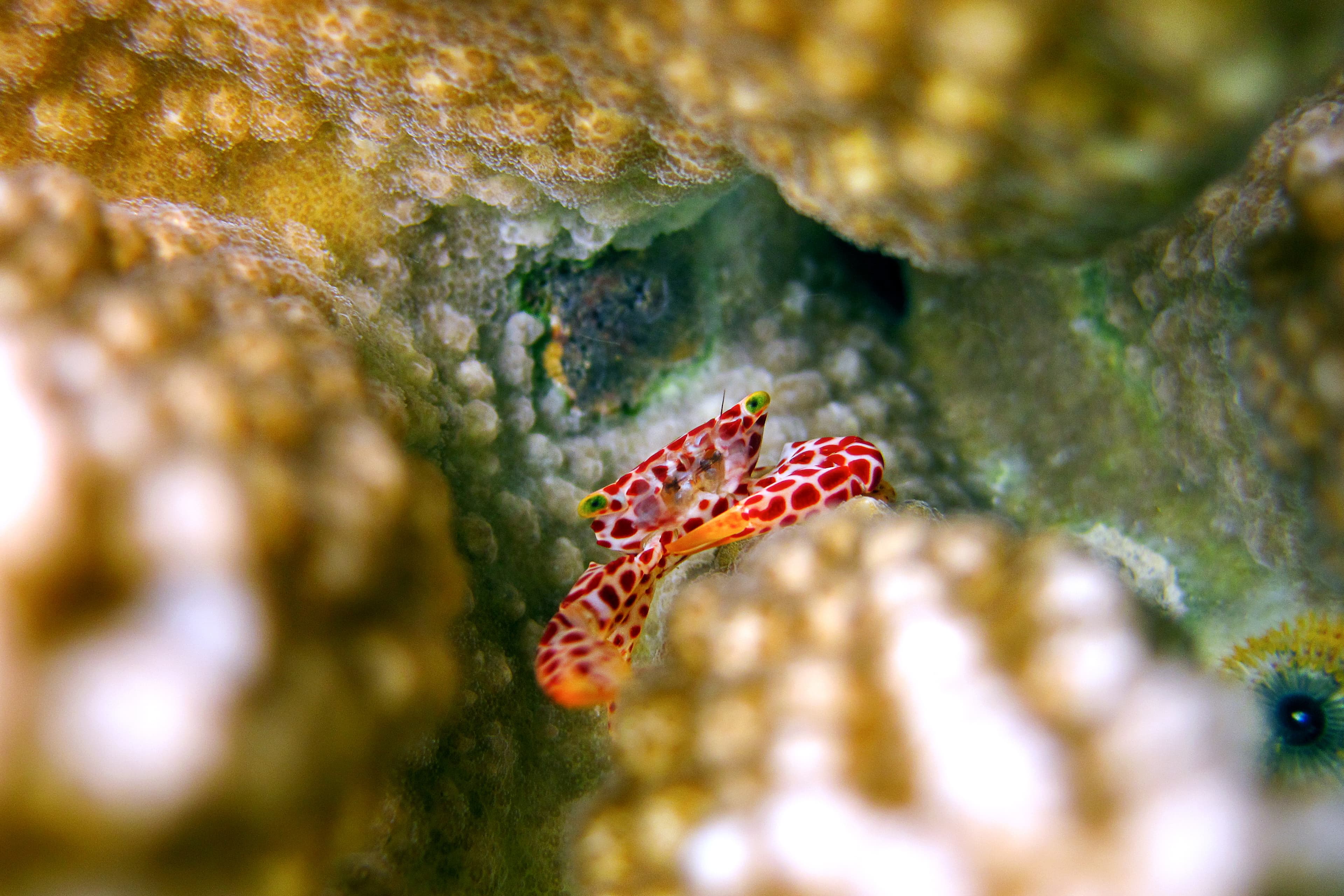 Red-spotted Coral Crab (Trapezia rufopunctata)