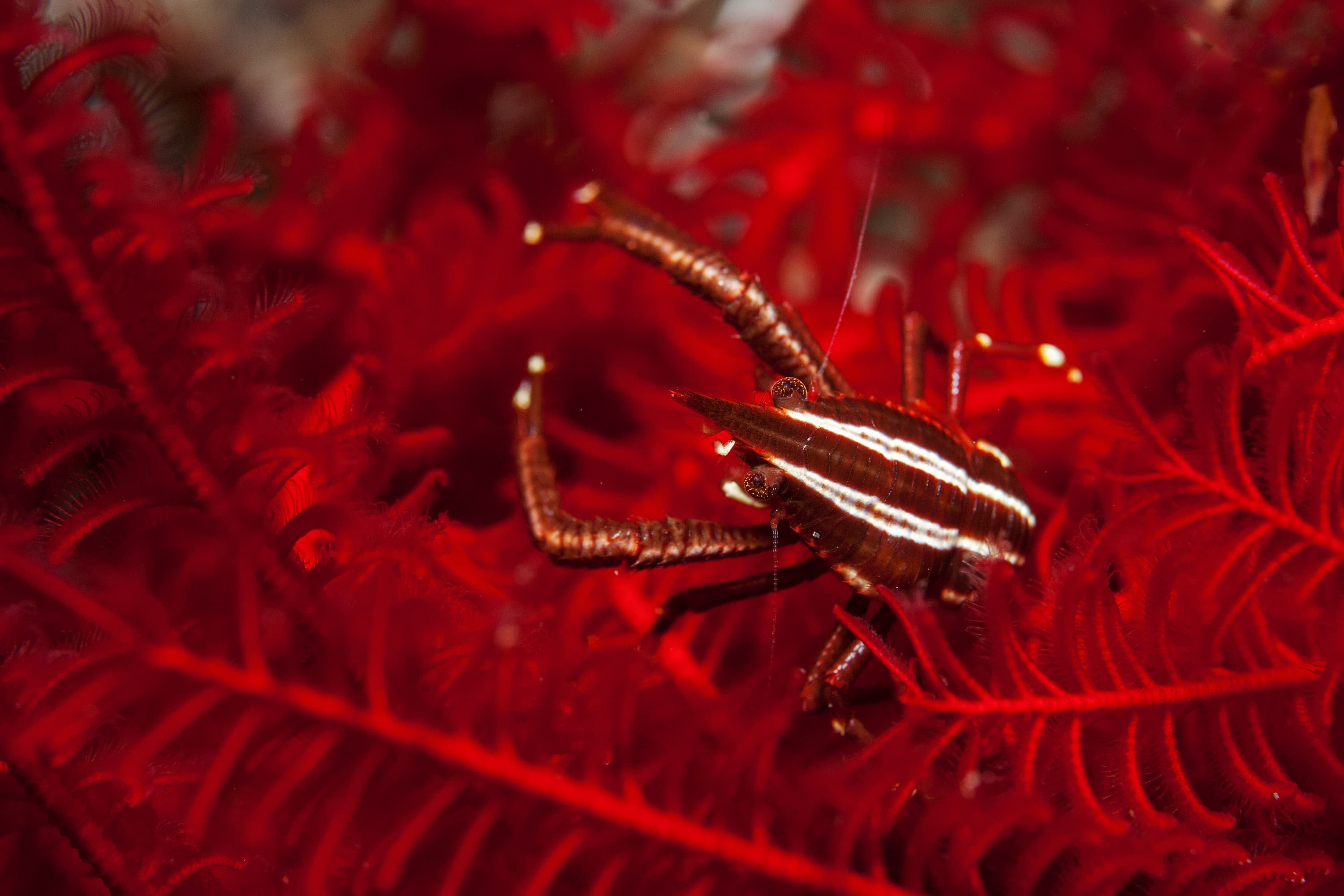 Elegant Crinoid Squat Lobster (Allogalathea elegans) near Tulamben, Bali, Indonesia