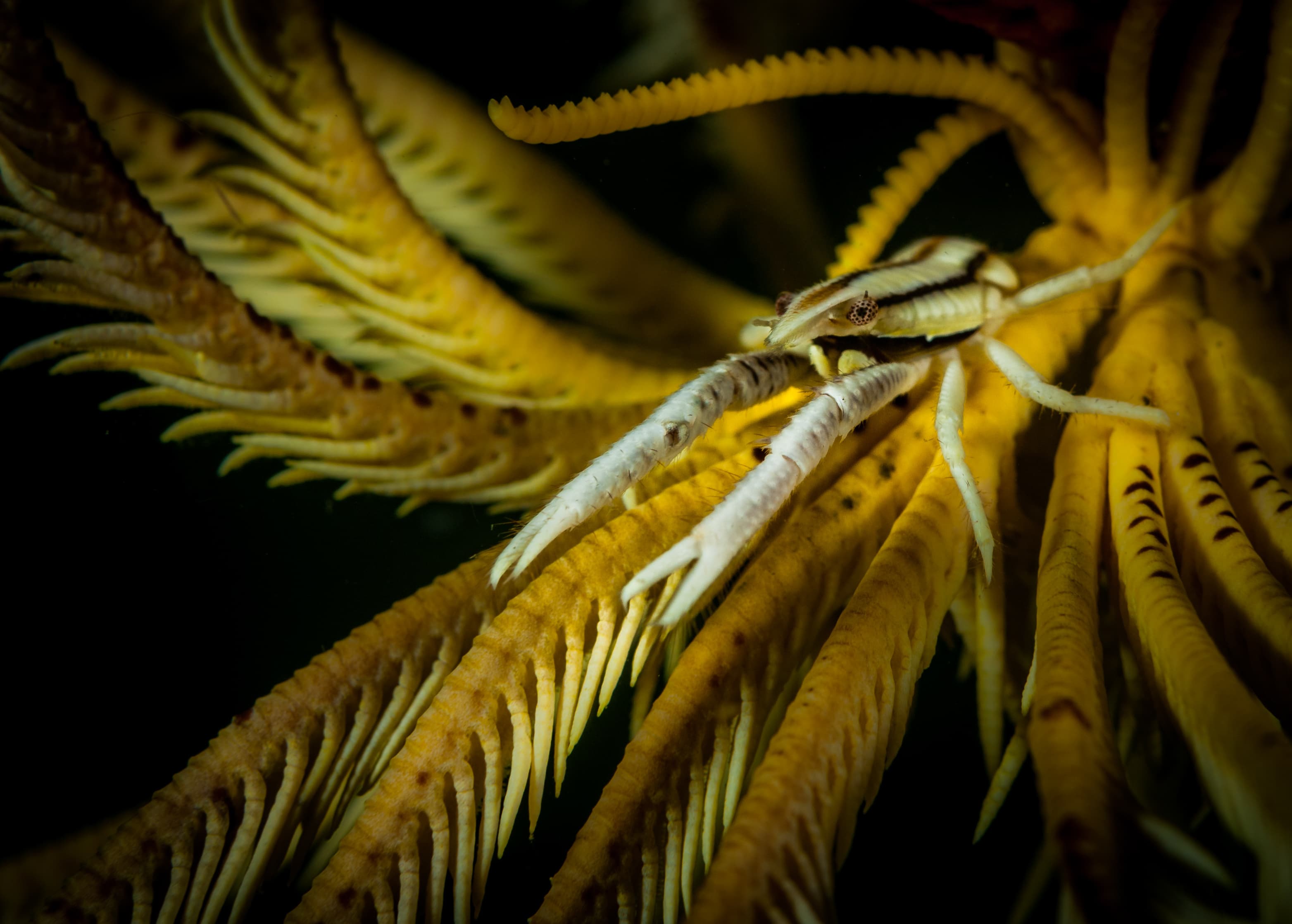 Elegant Crinoid Squat Lobster (Allogalathea elegans) on the Angel's Window dive site, Lembeh Straits, North Sulawesi, Indonesia