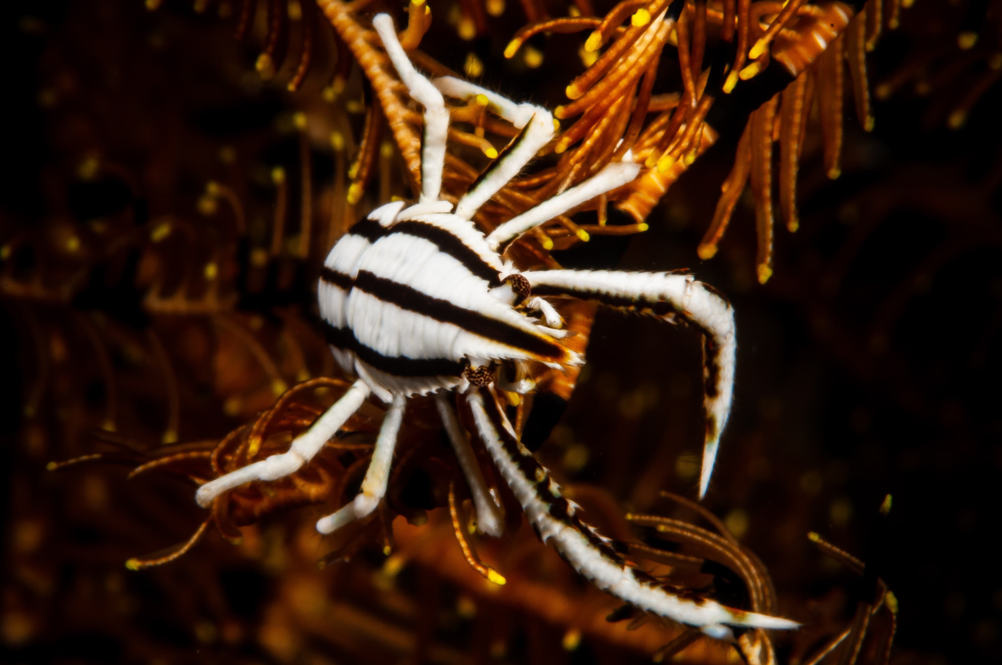 Elegant Crinoid Squat Lobster (Allogalathea elegans)