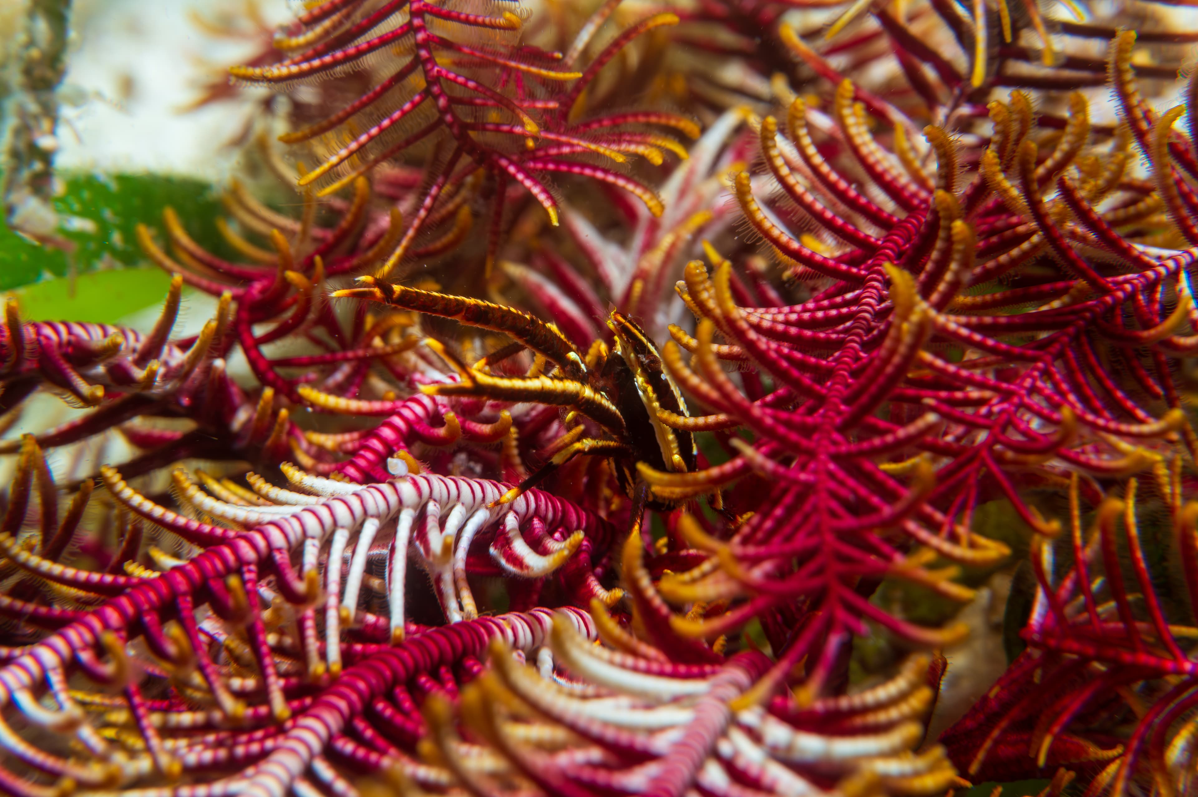 Elegant Crinoid Squat Lobster (Allogalathea elegans) near Malapascua, Philippines