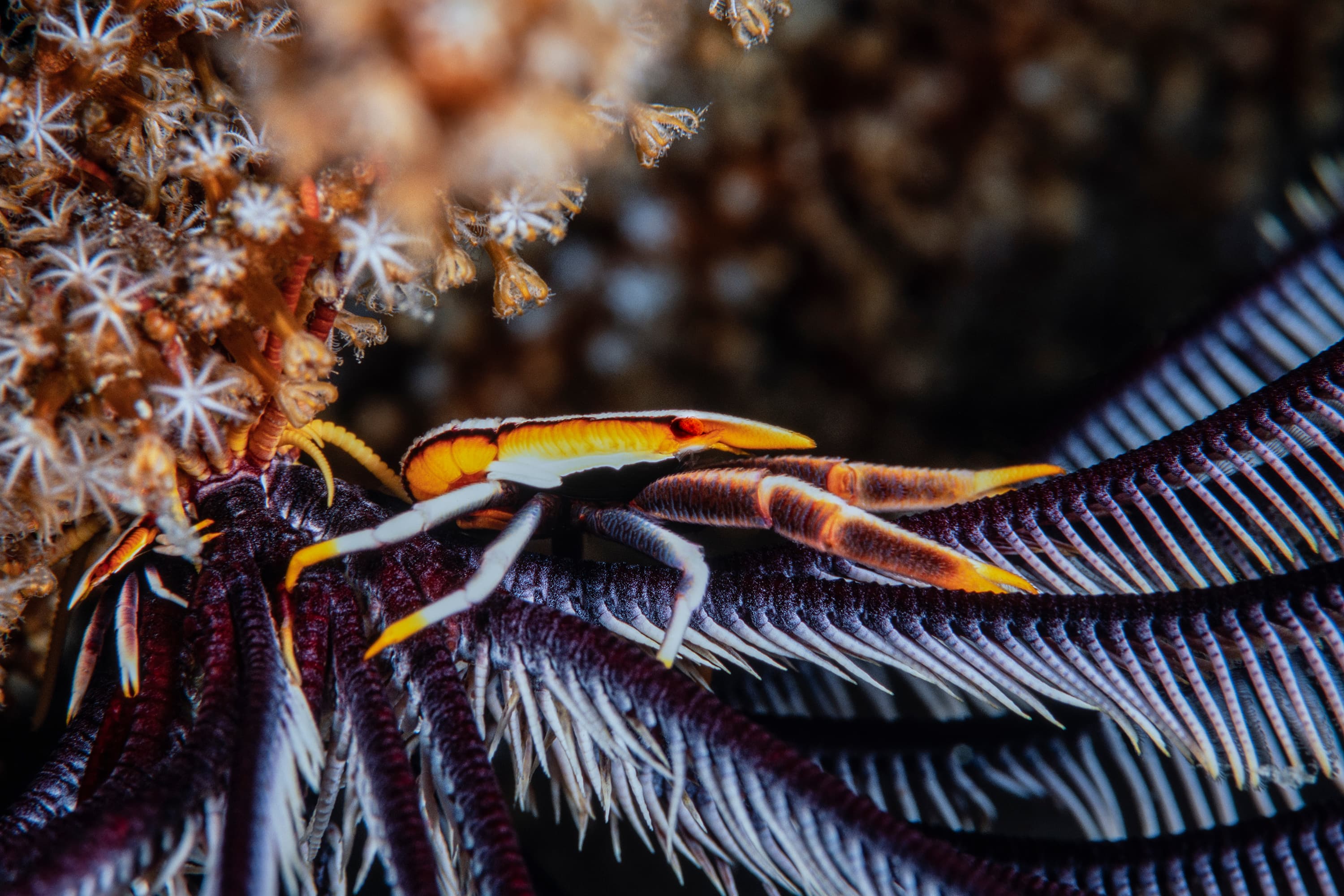 Elegant Crinoid Squat Lobster (Allogalathea elegans), Lembeh Strait, Indonesia