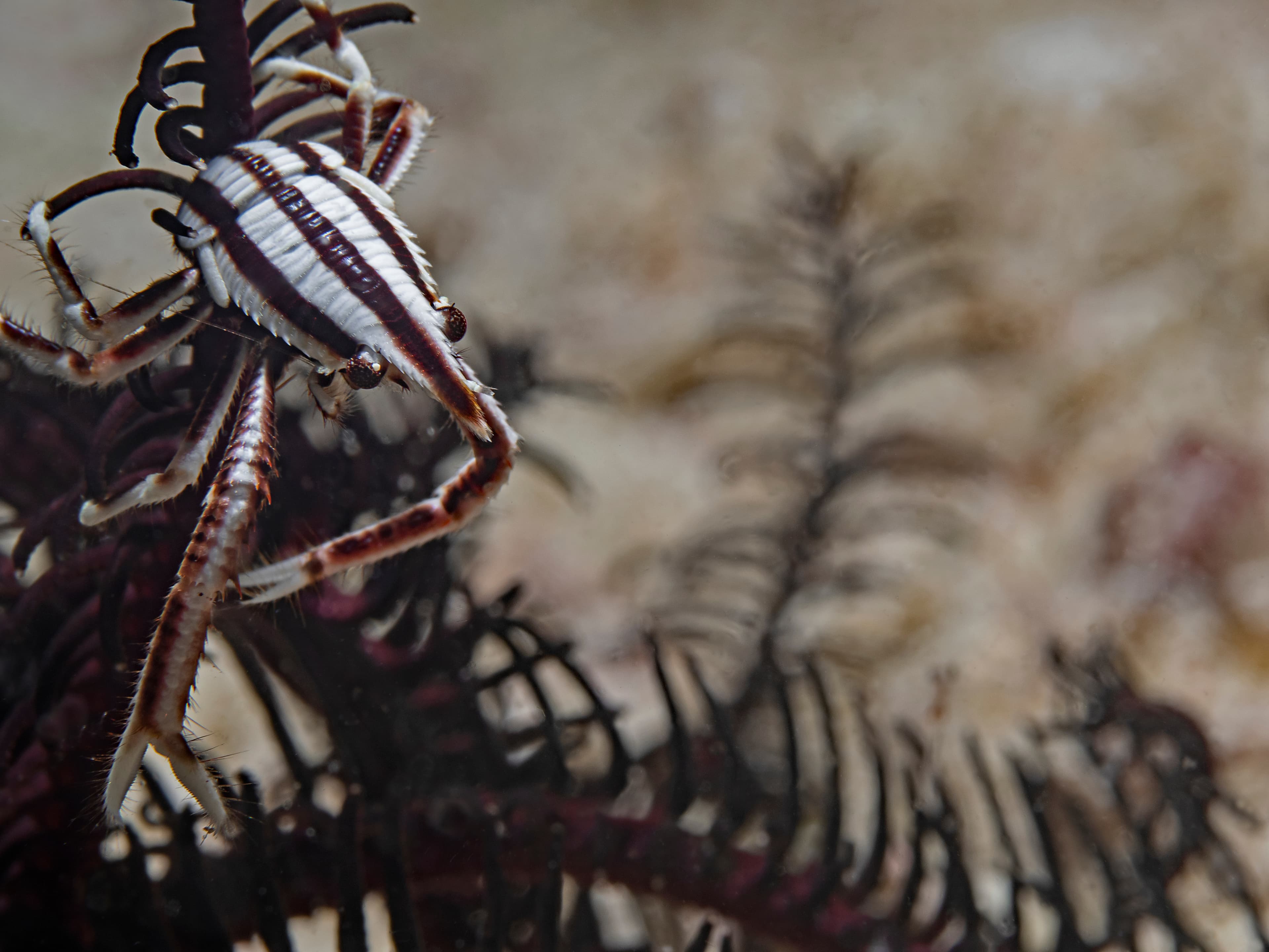 Elegant Crinoid Squat Lobster (Allogalathea elegans)