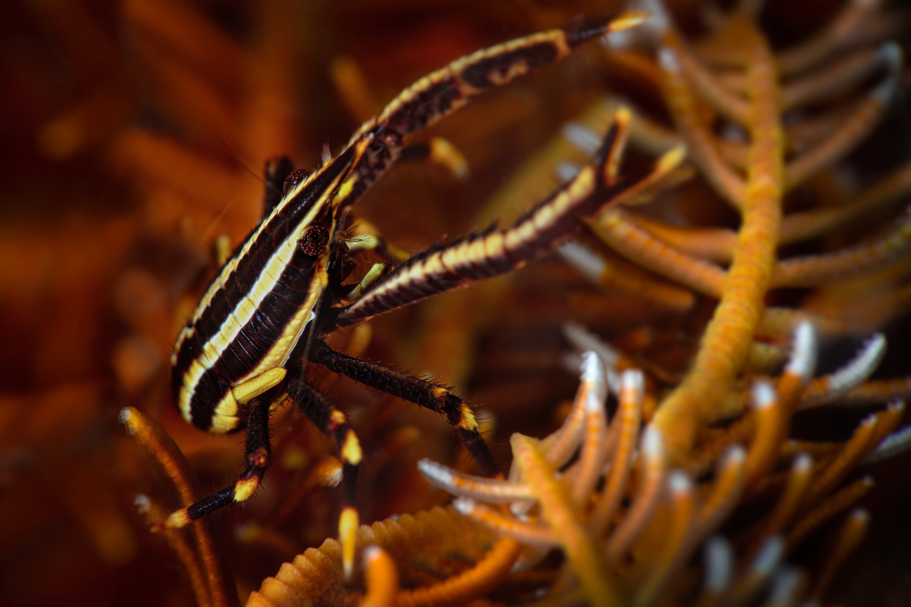 Elegant Crinoid Squat Lobster (Allogalathea elegans). Photo was taken in North Sulawesi, Island Bangka, Indonesia