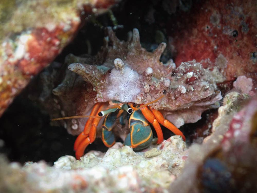 Red-leg Hermit Crab (Calcinus californiensis), Baja California Sur, Mexico