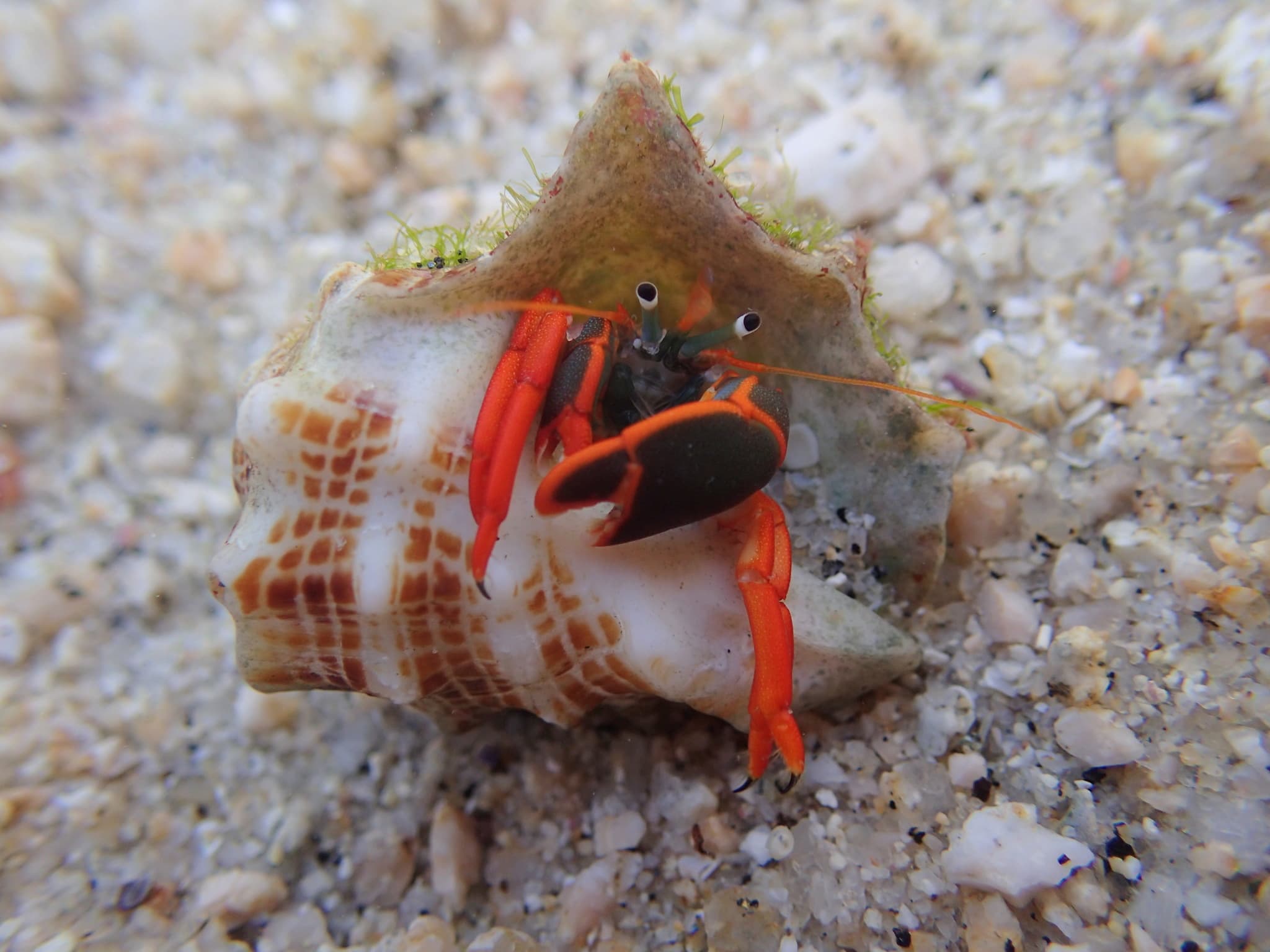 Red-leg Hermit Crab (Calcinus californiensis), Baja California Sur, Mexico