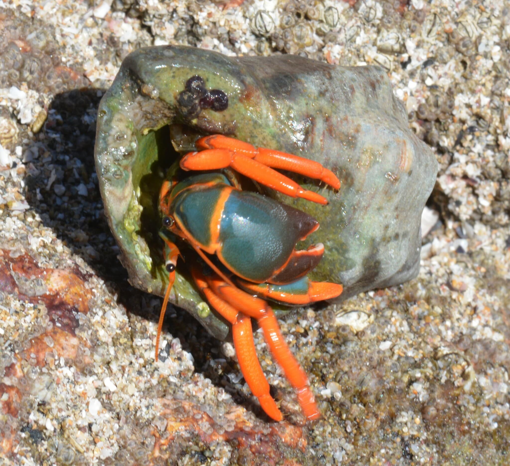 Red-leg Hermit Crab (Calcinus californiensis), Sinaloa, Mexico