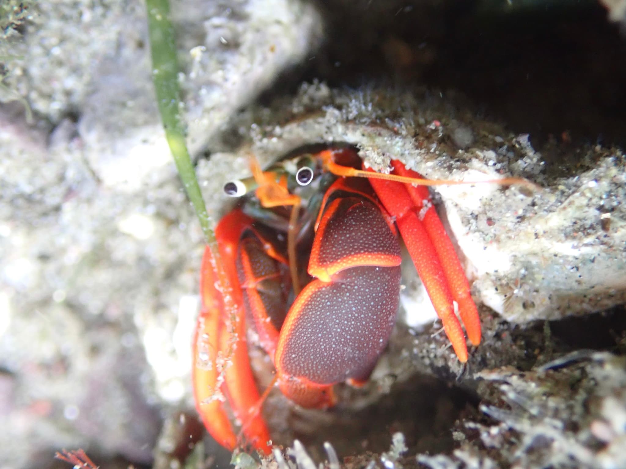 Red-leg Hermit Crab (Calcinus californiensis), Colima, Mexico