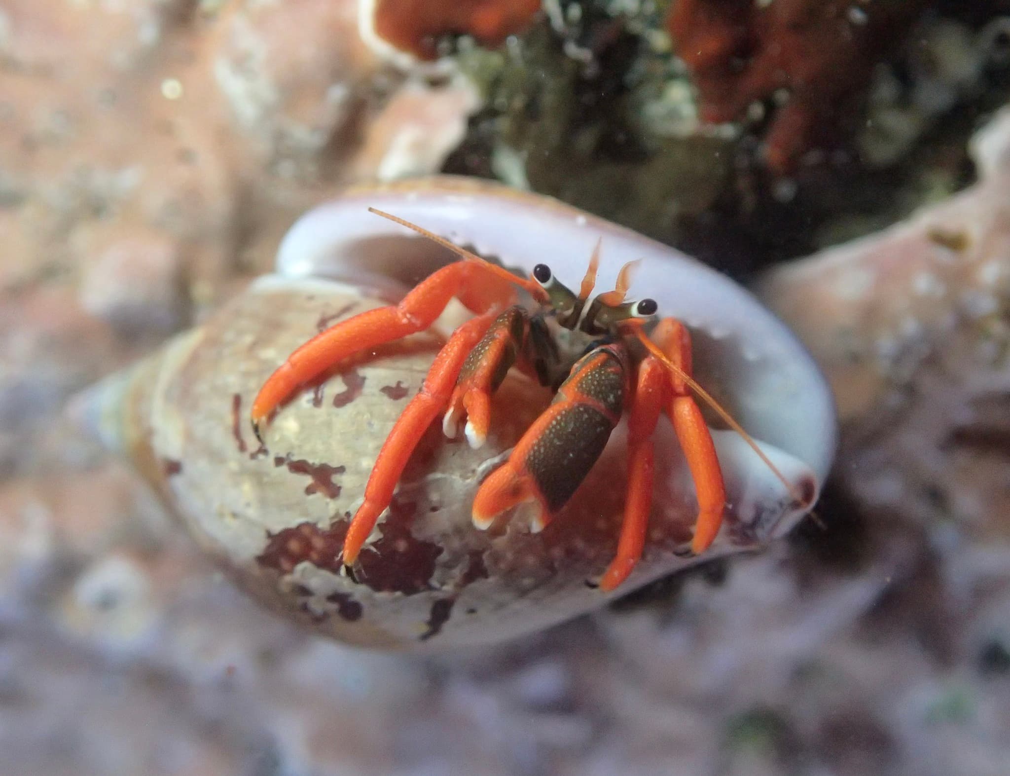 Red-leg Hermit Crab (Calcinus californiensis), Baja California Sur, Mexico