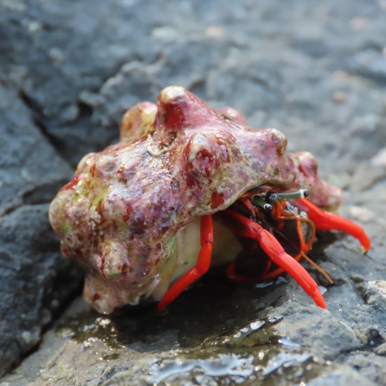 Red-leg Hermit Crab (Calcinus californiensis), Playa las Gatas, Mexico