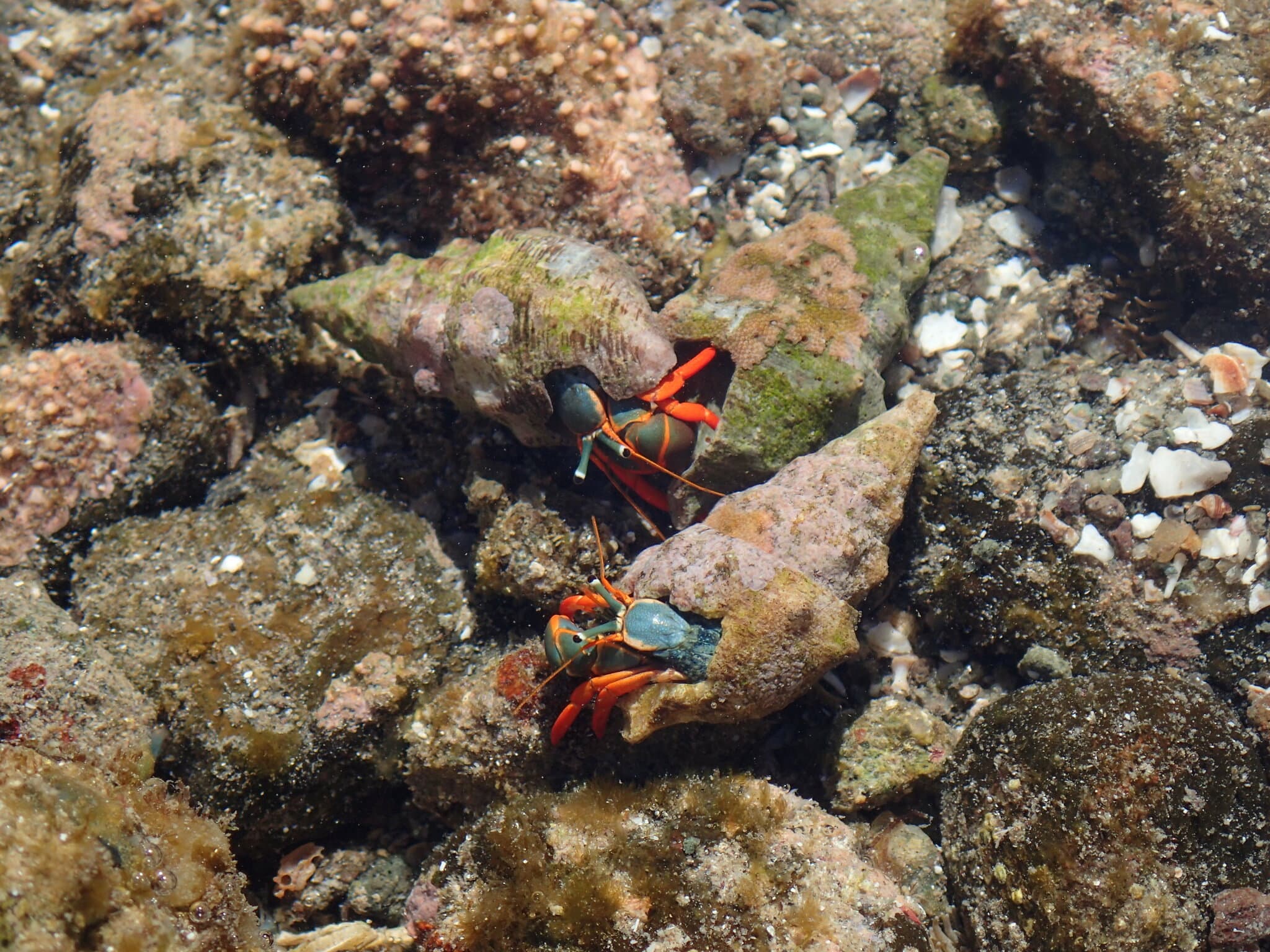 Red-leg Hermit Crab (Calcinus californiensis), Baja California Sur, Mexico