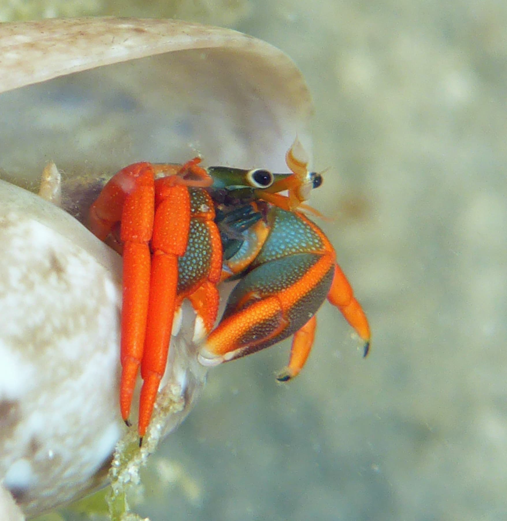 Red-leg Hermit Crab (Calcinus californiensis), Balandra Beach, Mexico