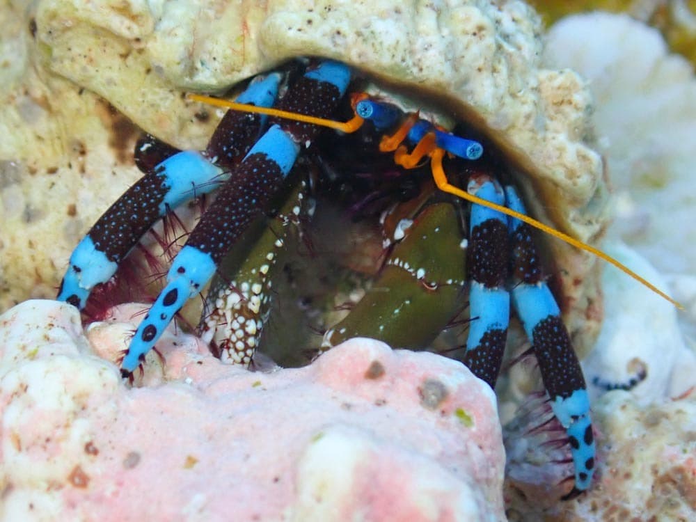 Electric Blue Hermit Crab (Calcinus elegans), Aur Atoll, Marshall Islands