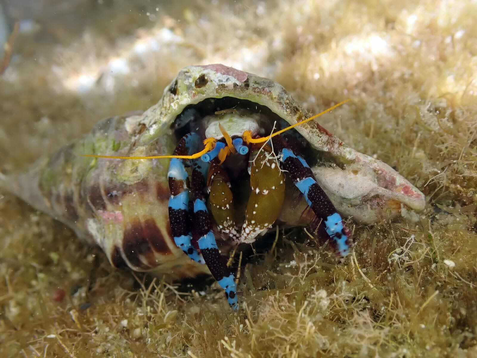 Electric Blue Hermit Crab (Calcinus elegans), Wakayama, Japan