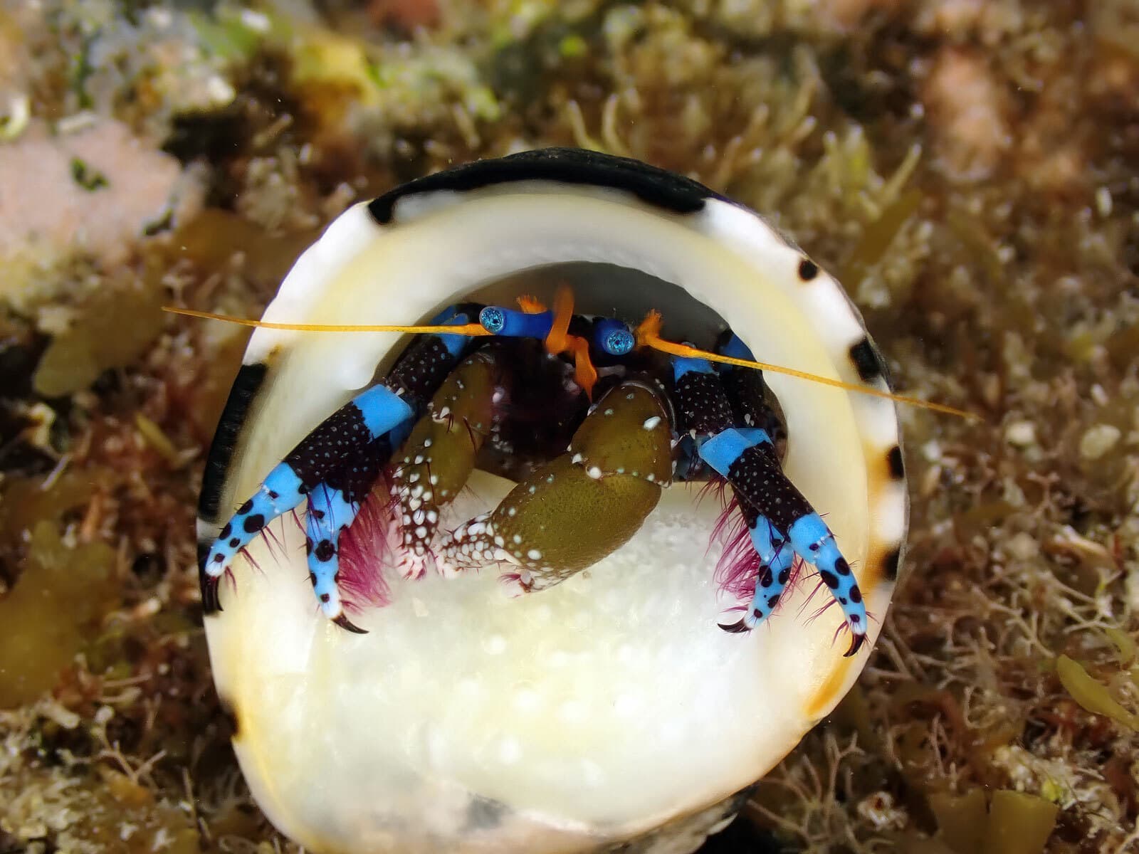 Electric Blue Hermit Crab (Calcinus elegans), Wakayama, Japan